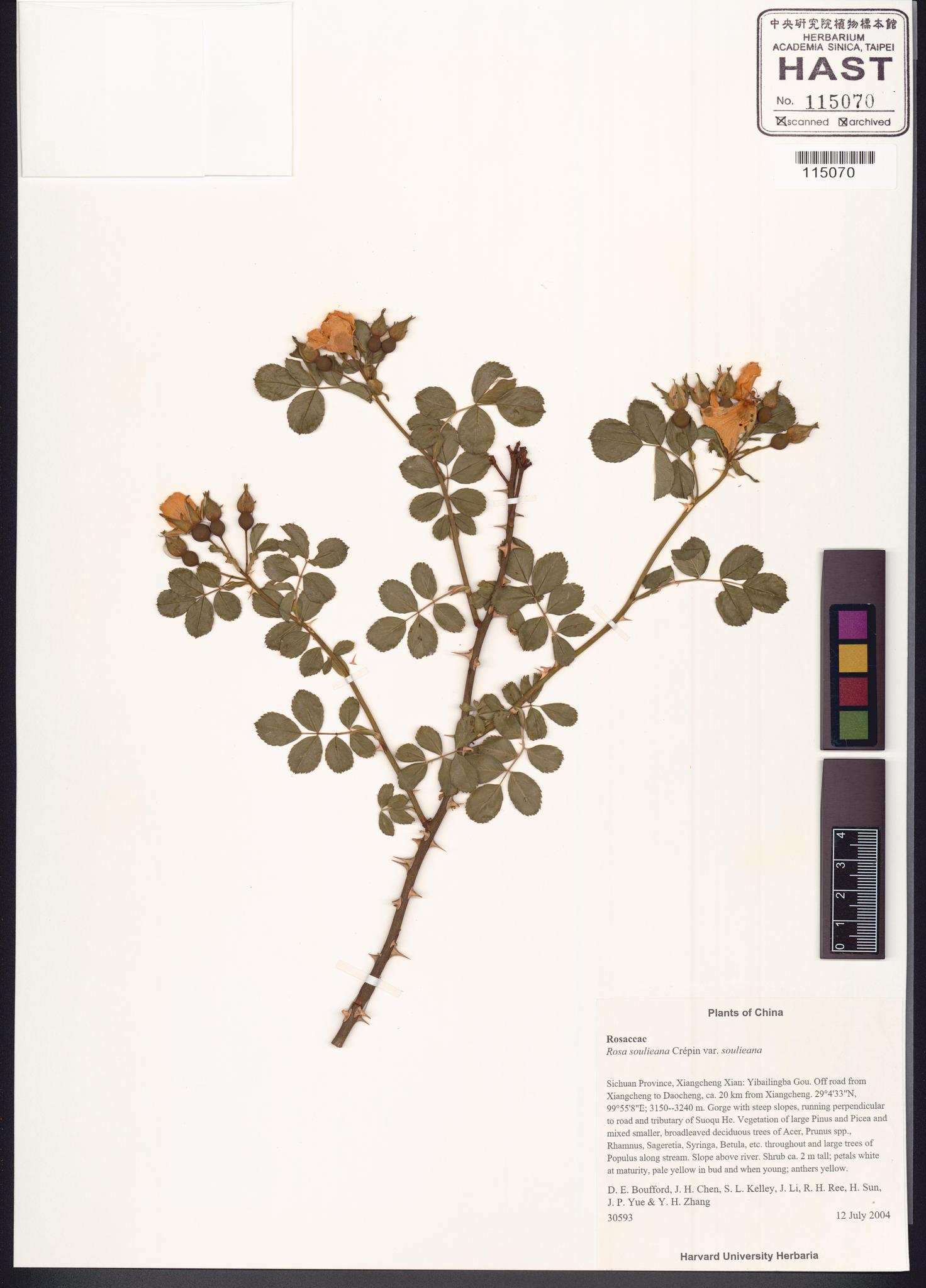 Sample image for viewer