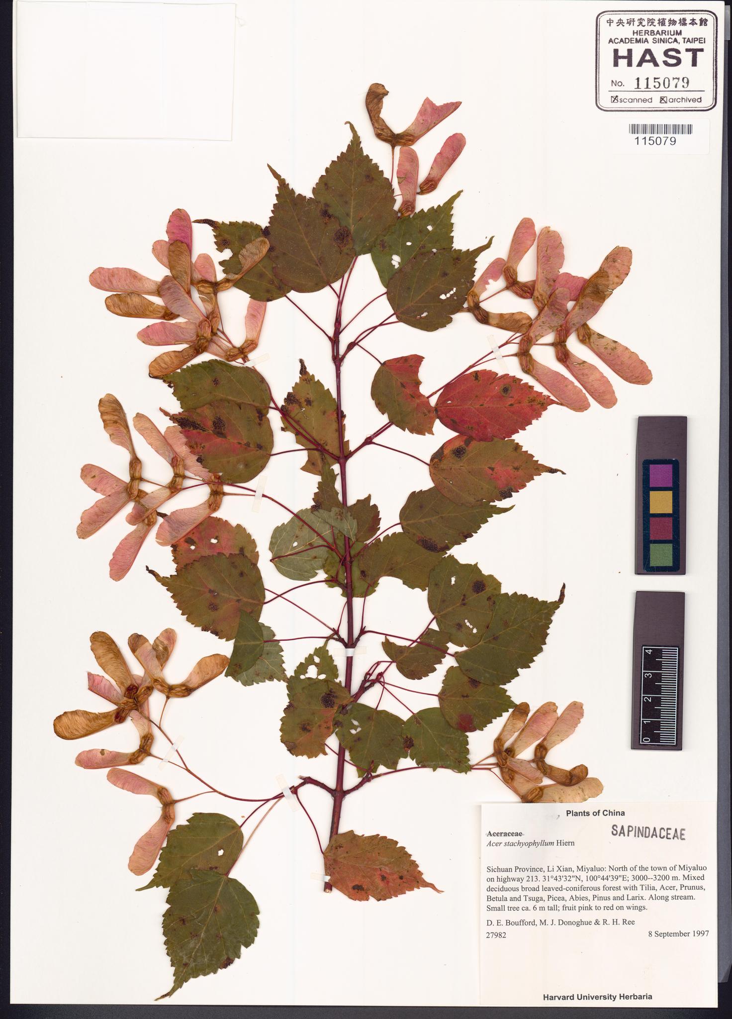 Sample image for viewer