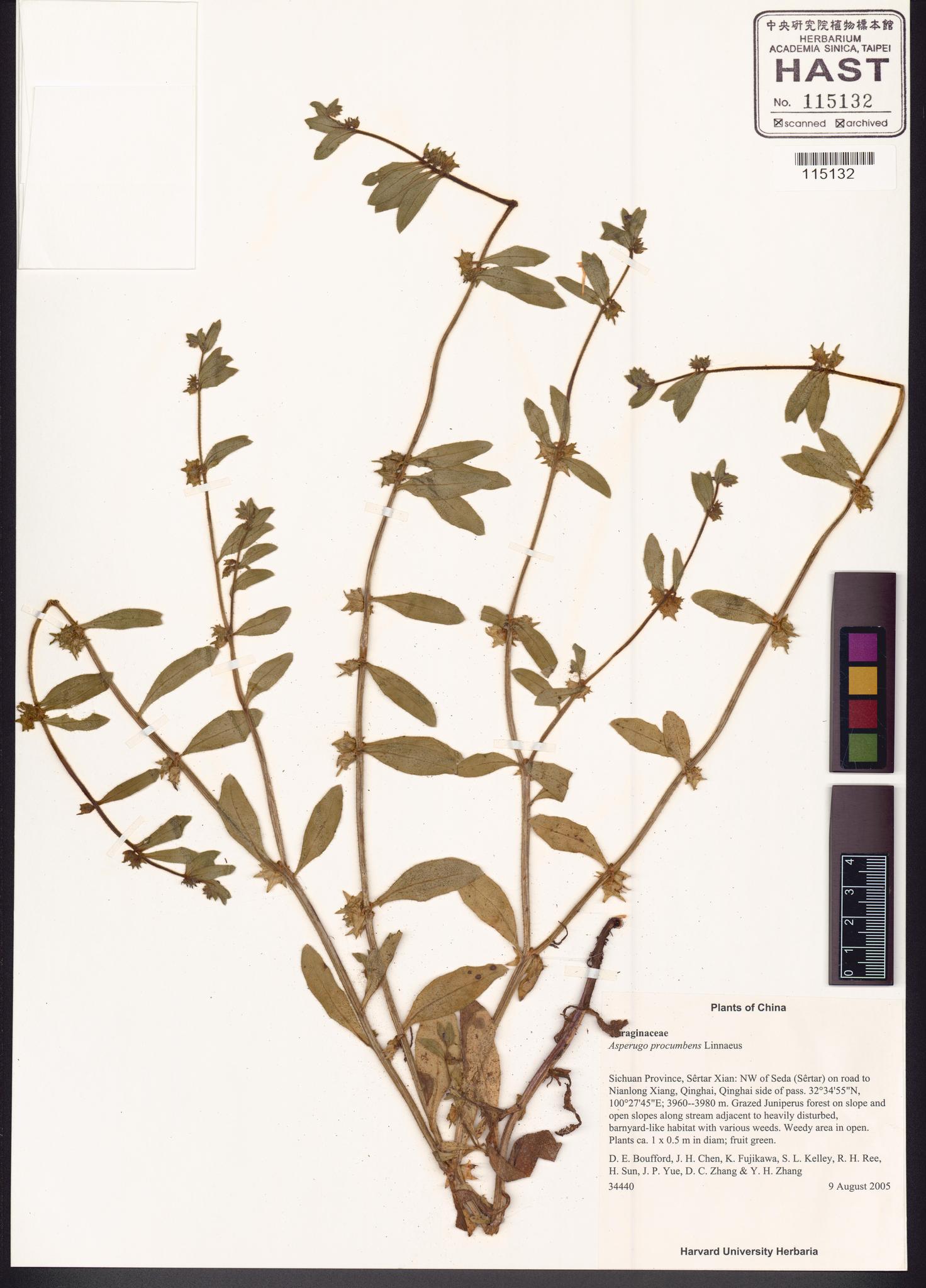 Specimen image