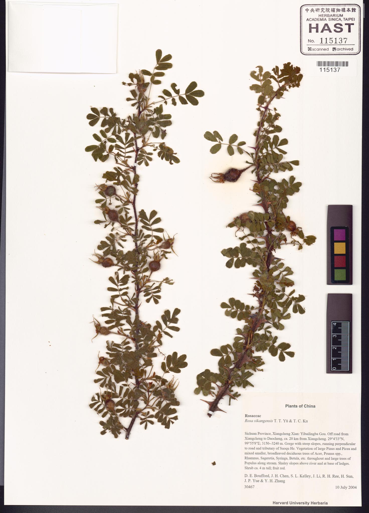 Sample image for viewer