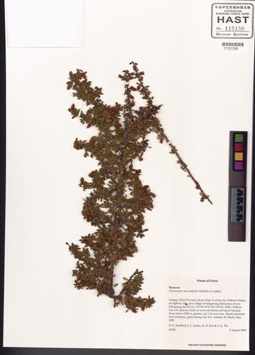 Cotoneaster microphyllus Wall.