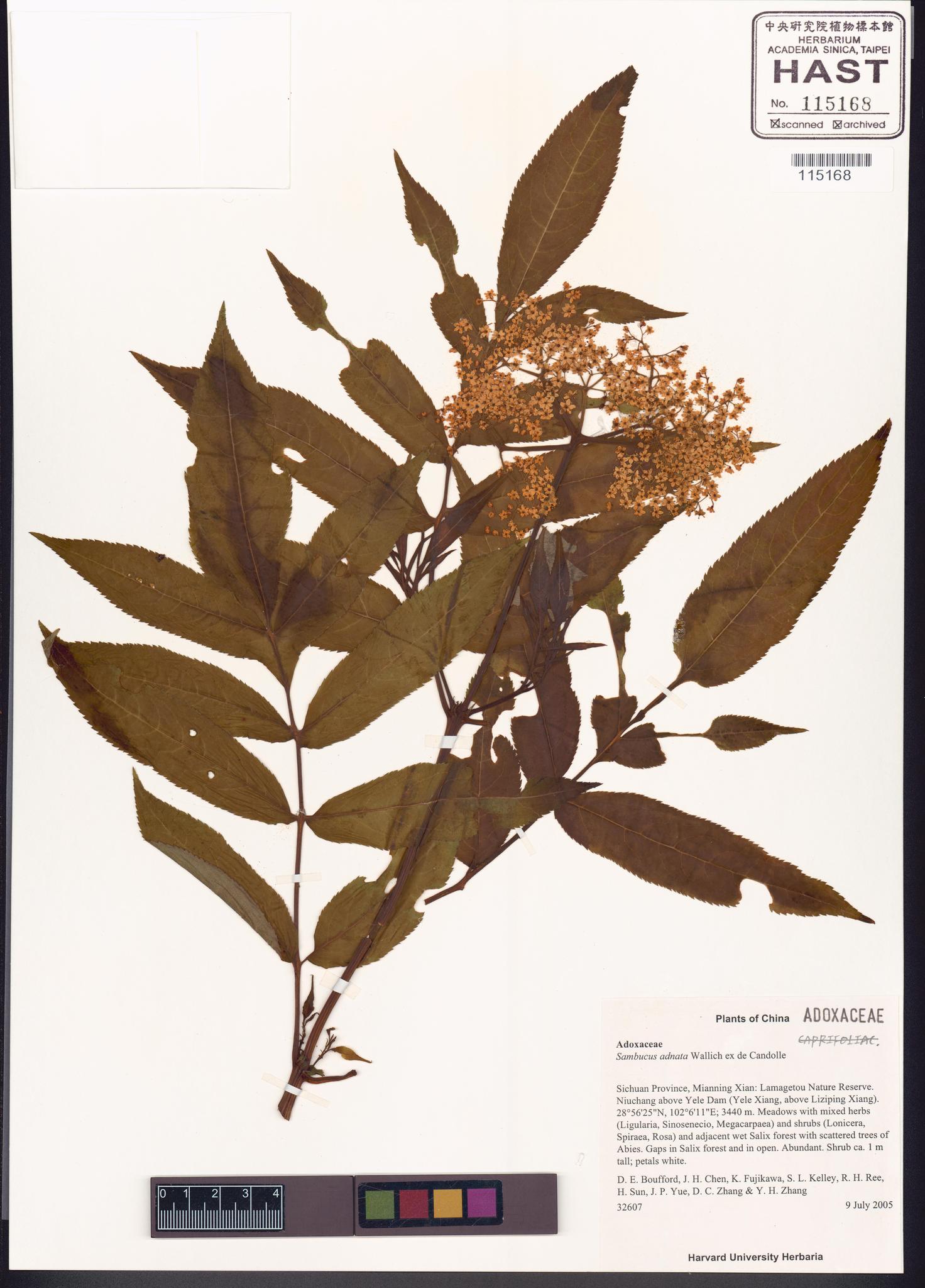 Sample image for viewer