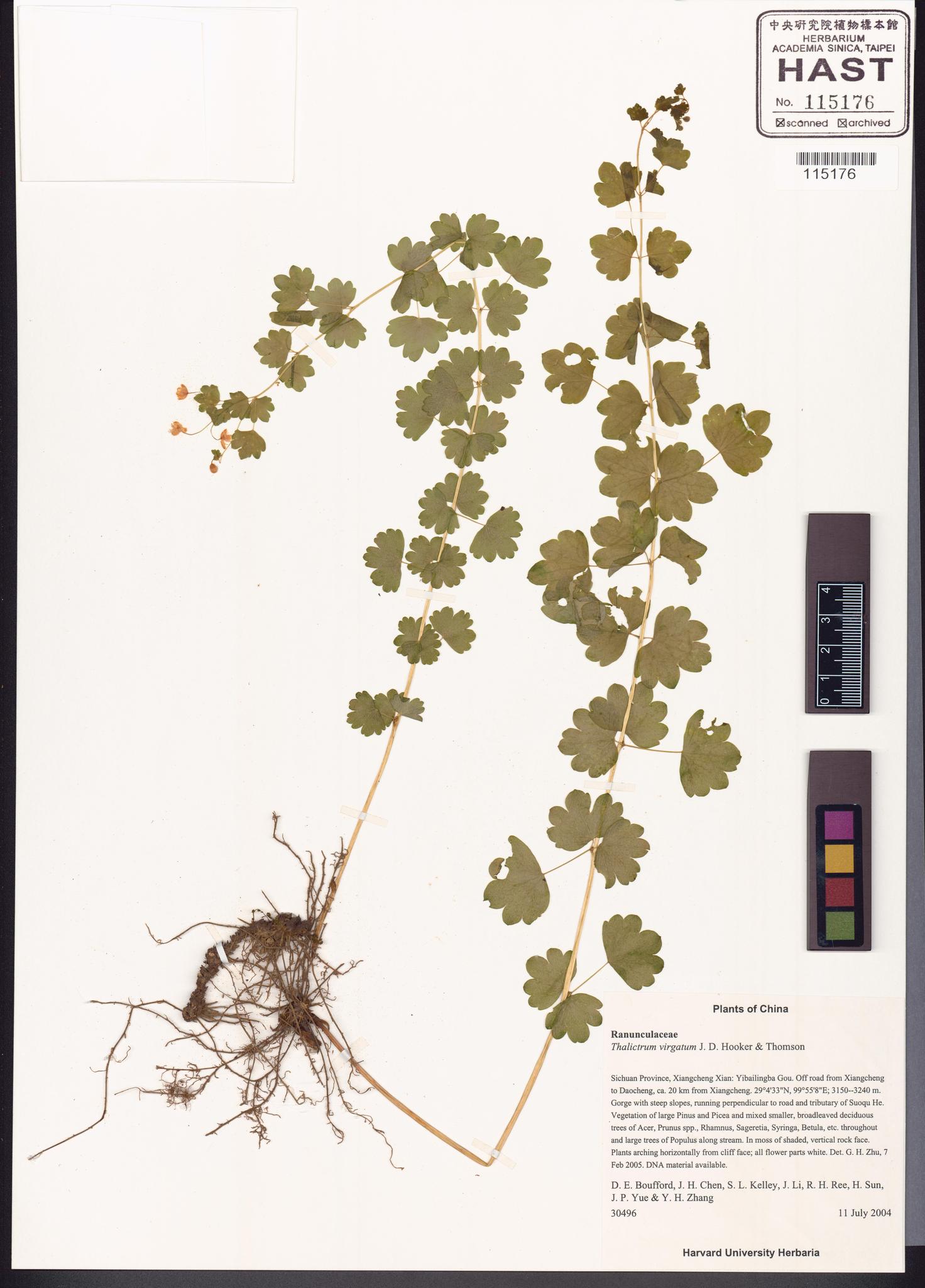 Sample image for viewer