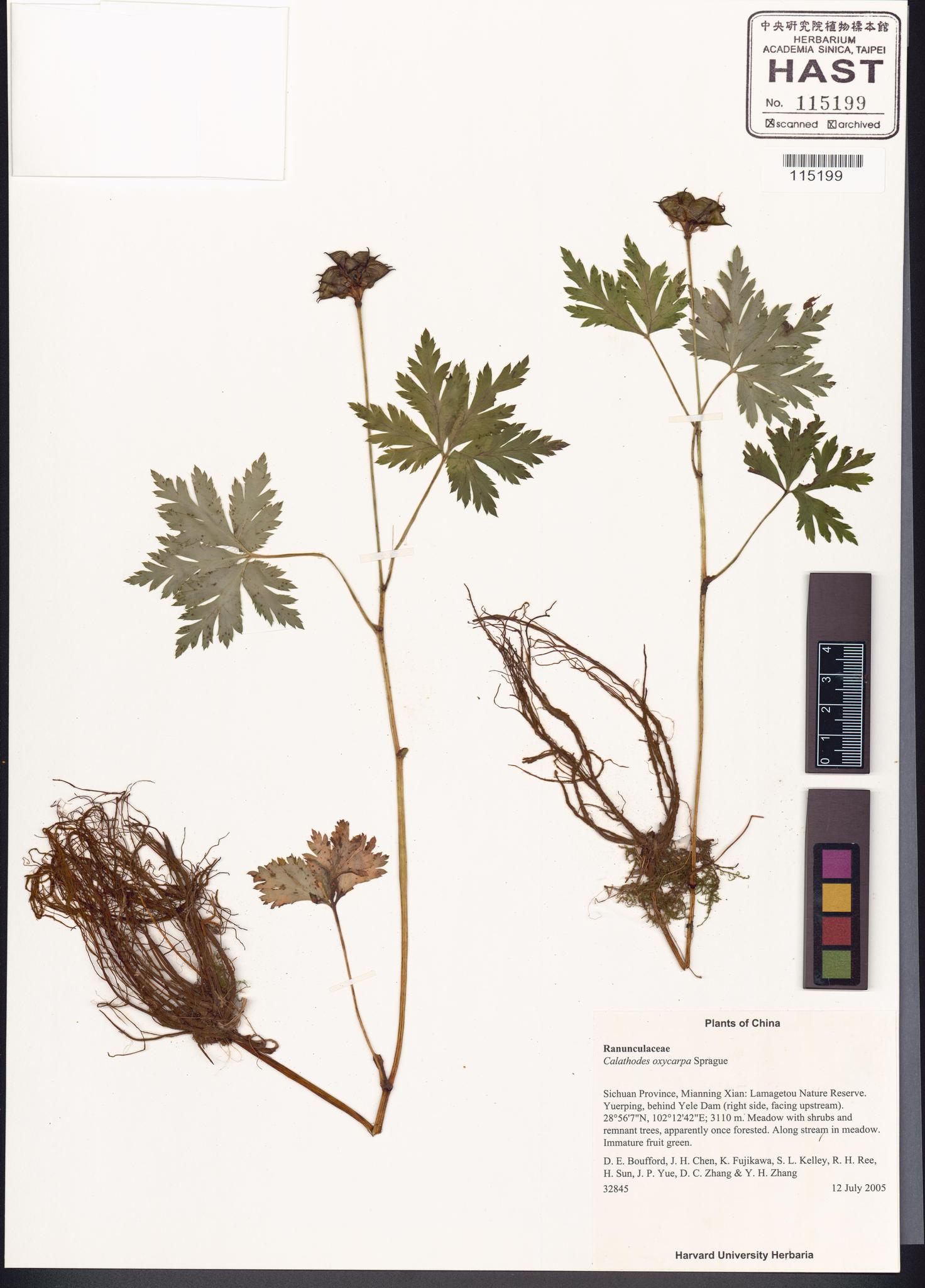 Sample image for viewer