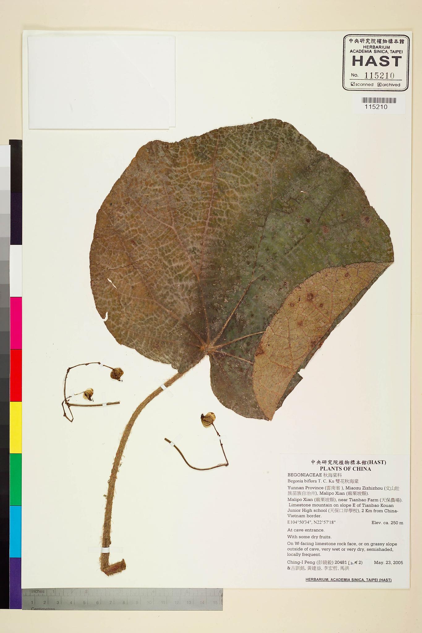 Sample image for viewer