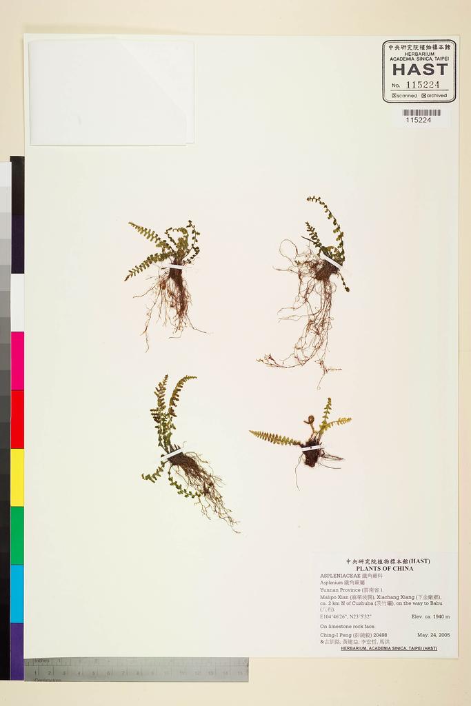 <Unit #61807 Peng, Ching-I | 彭鏡毅 | 20498:: | Asplenium>