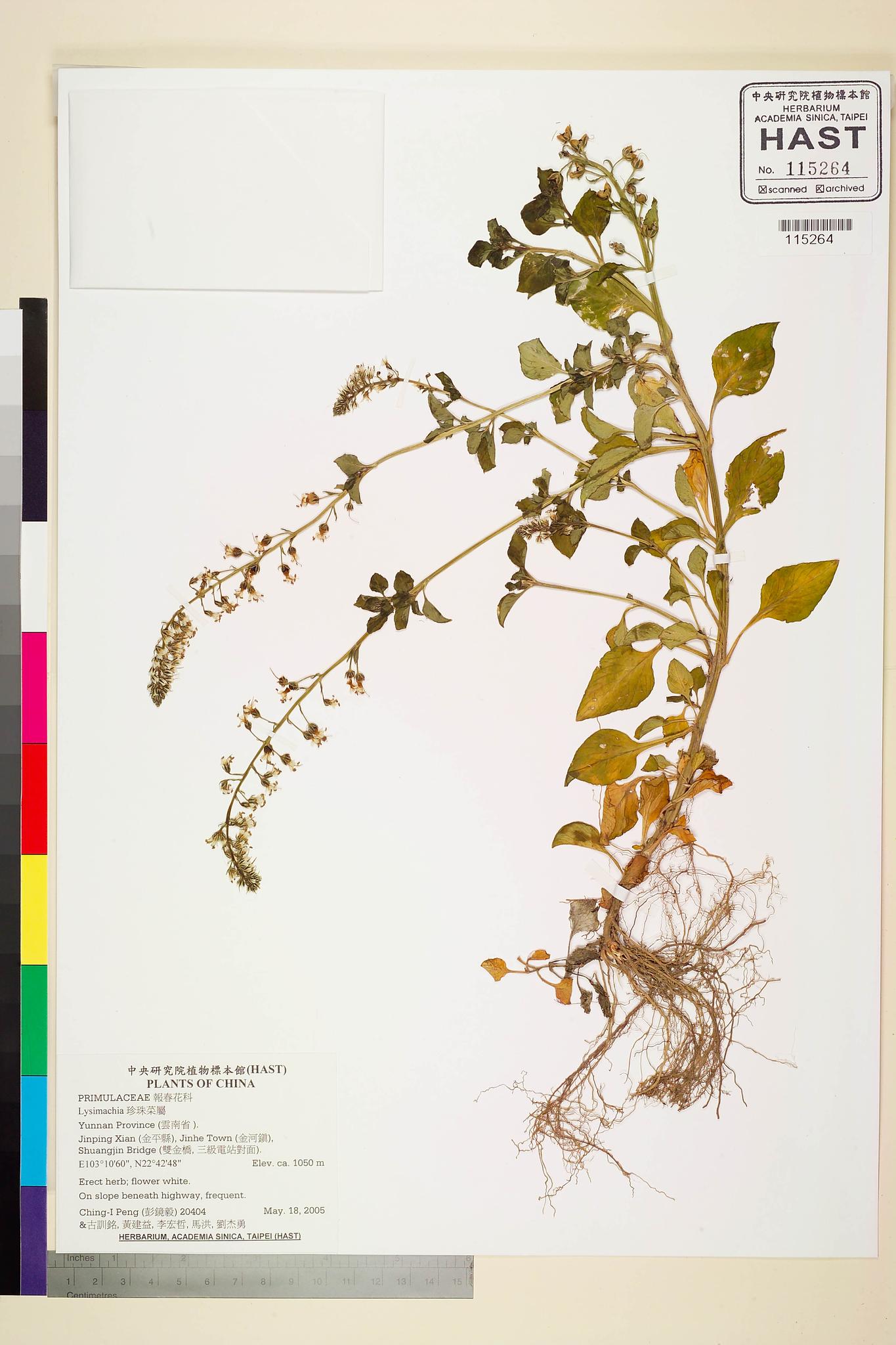 Sample image for viewer