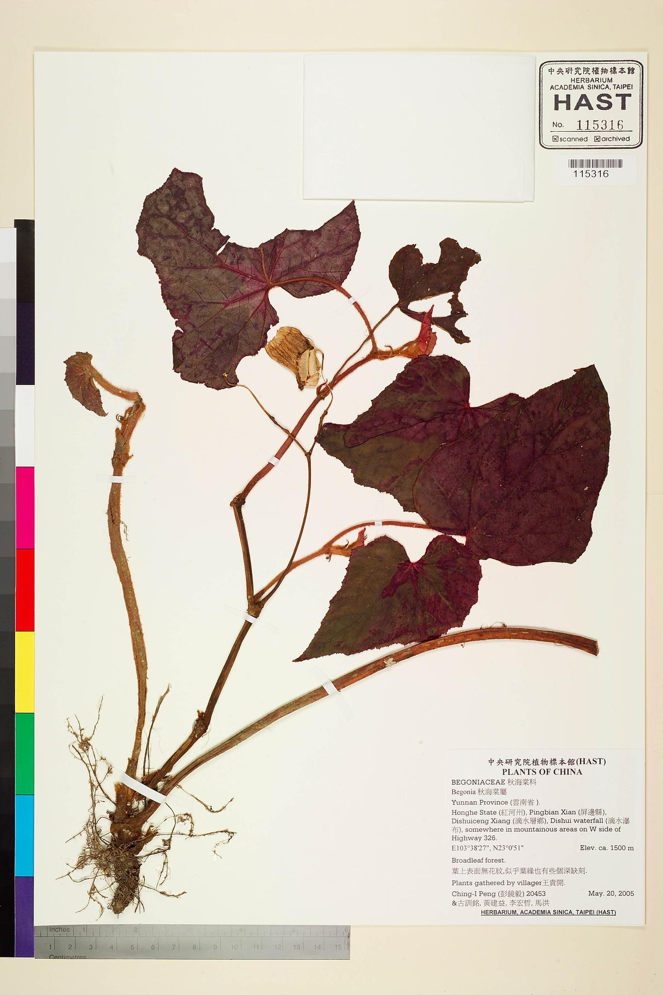 Sample image for viewer