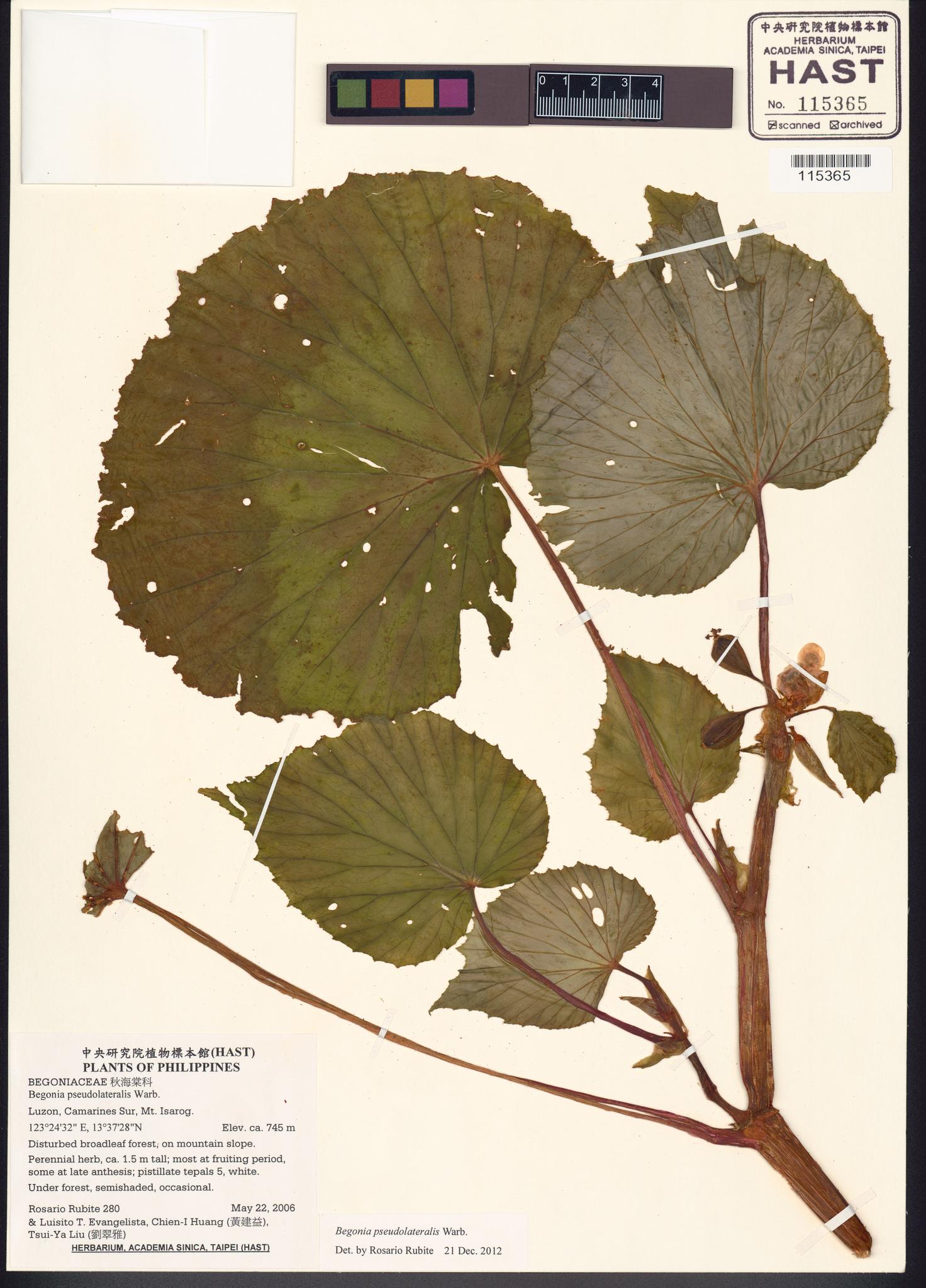 Sample image for viewer