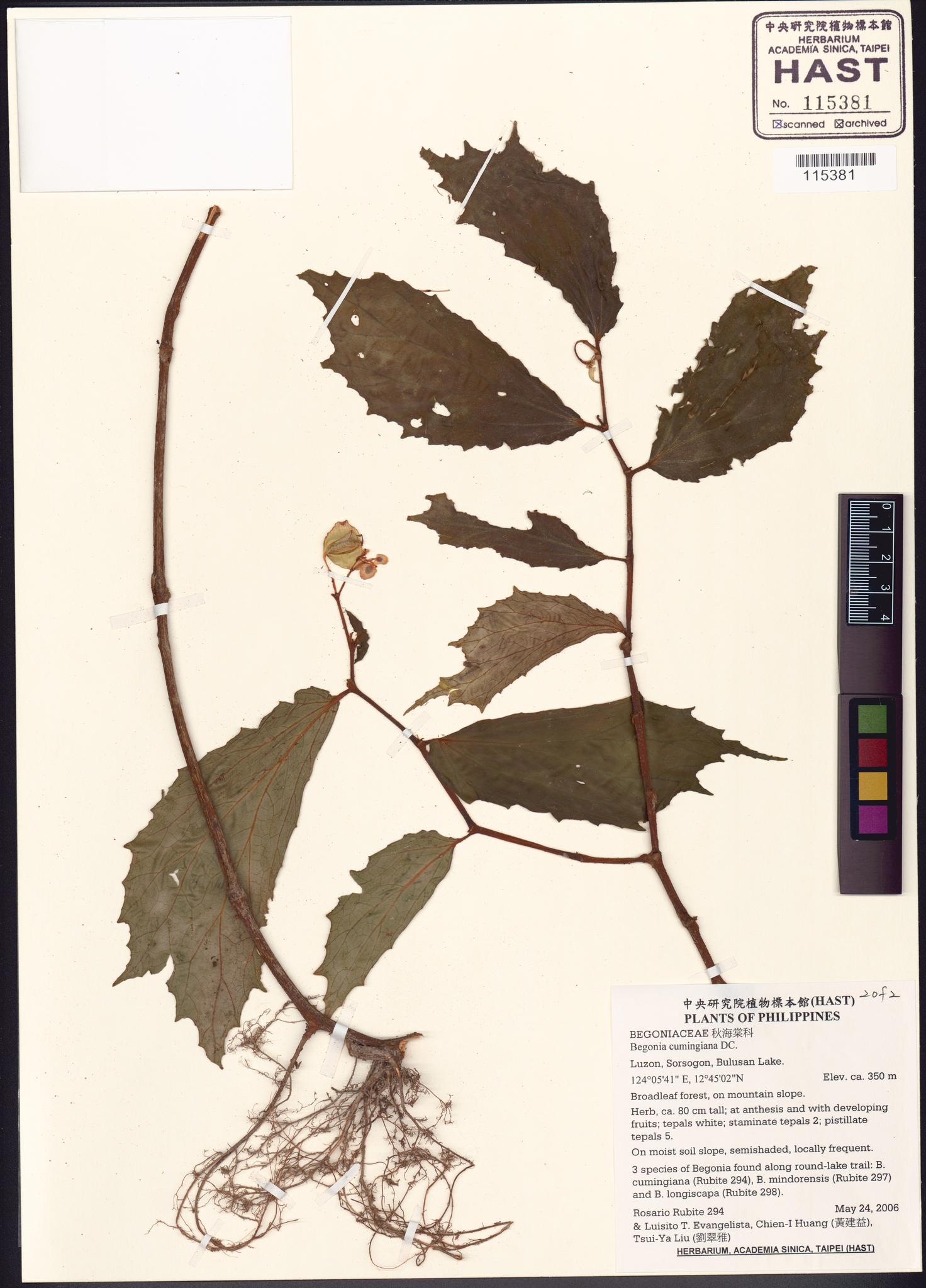 Sample image for viewer