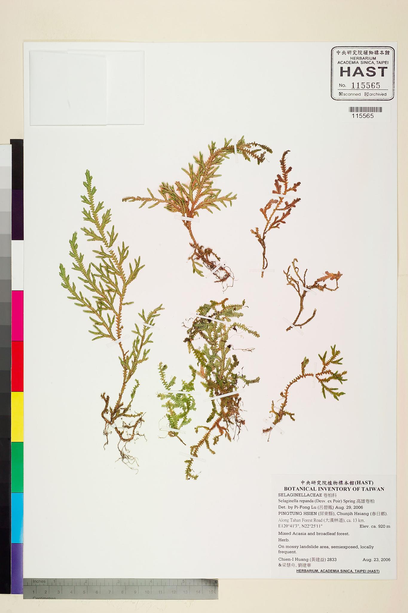 Sample image for viewer