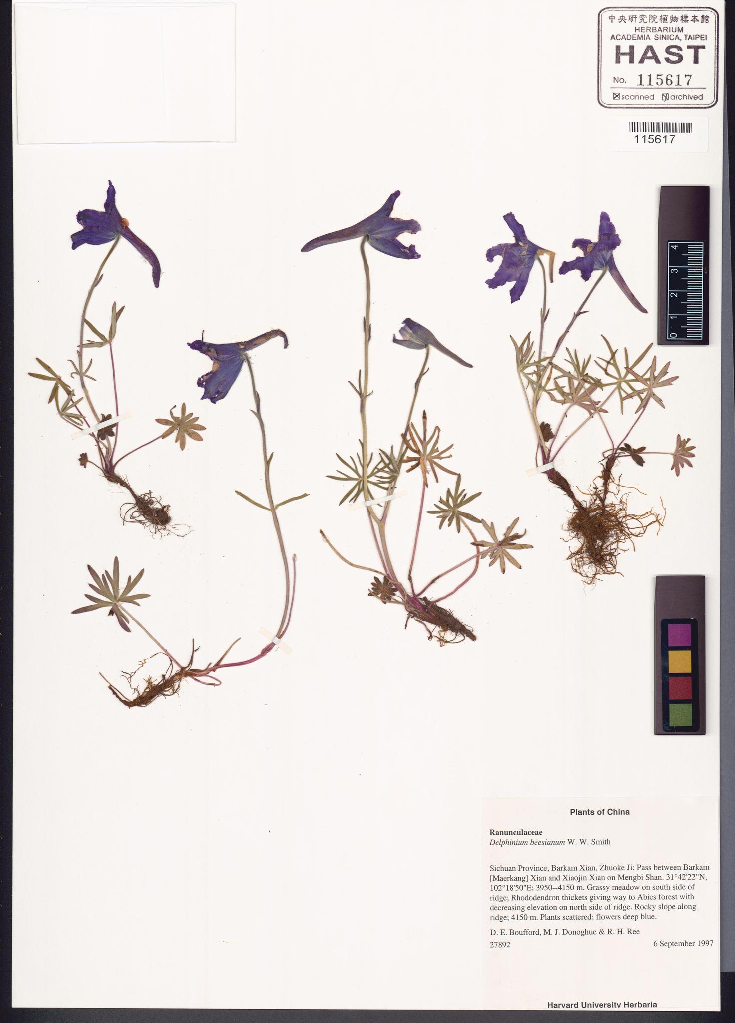 Sample image for viewer