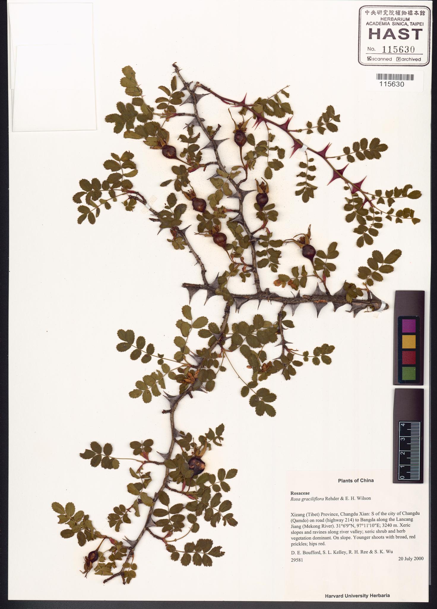 Sample image for viewer