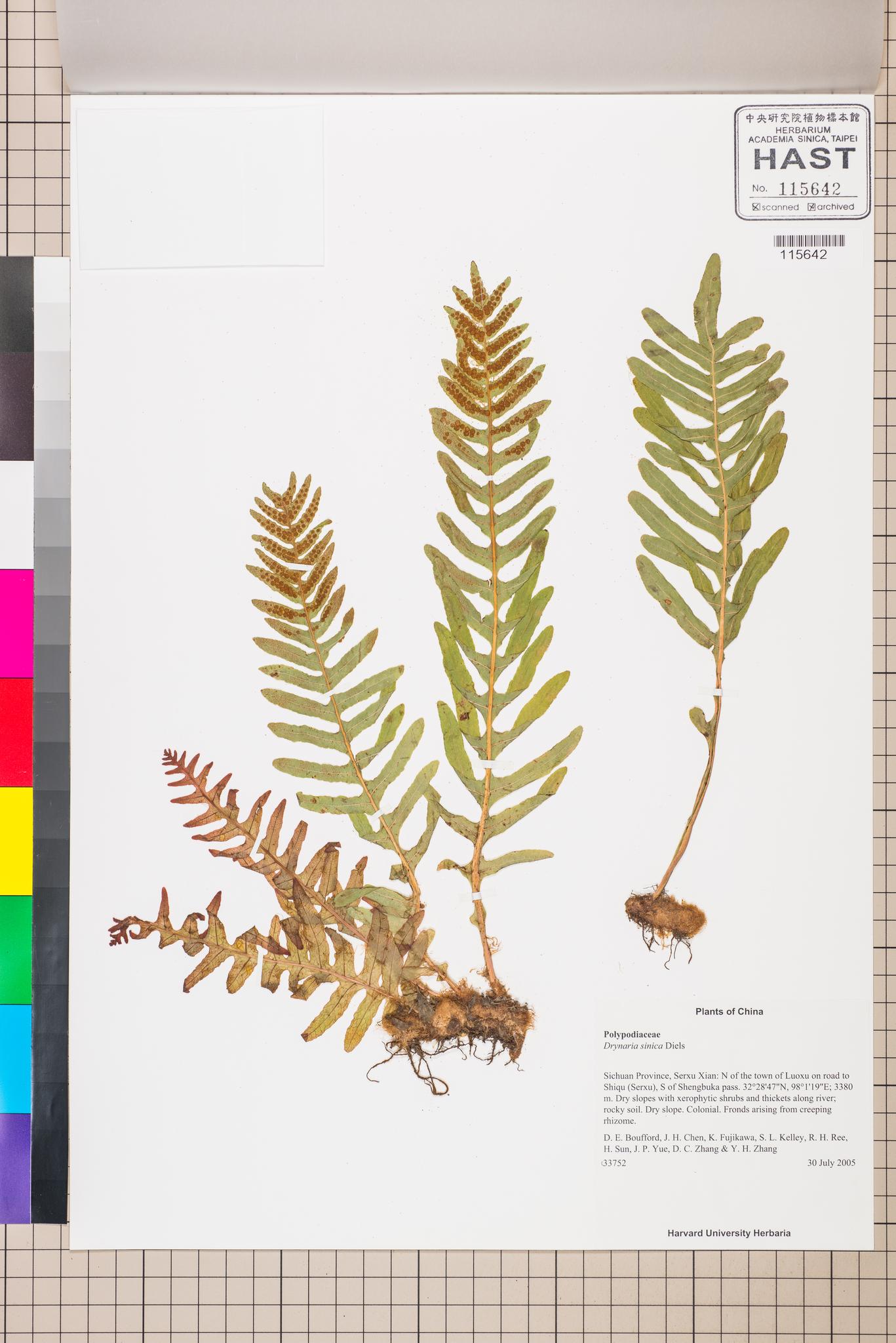 Sample image for viewer