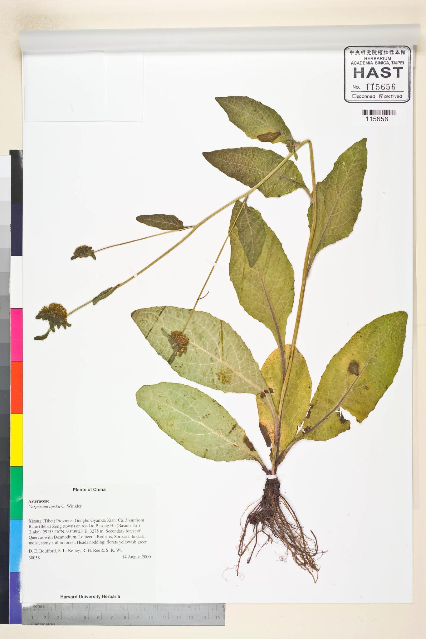 Sample image for viewer