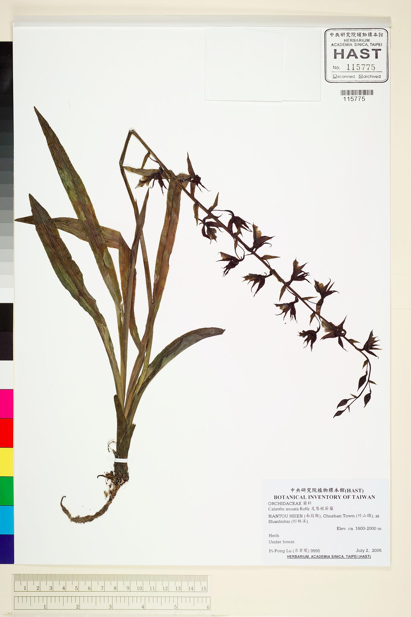 Sample image for viewer