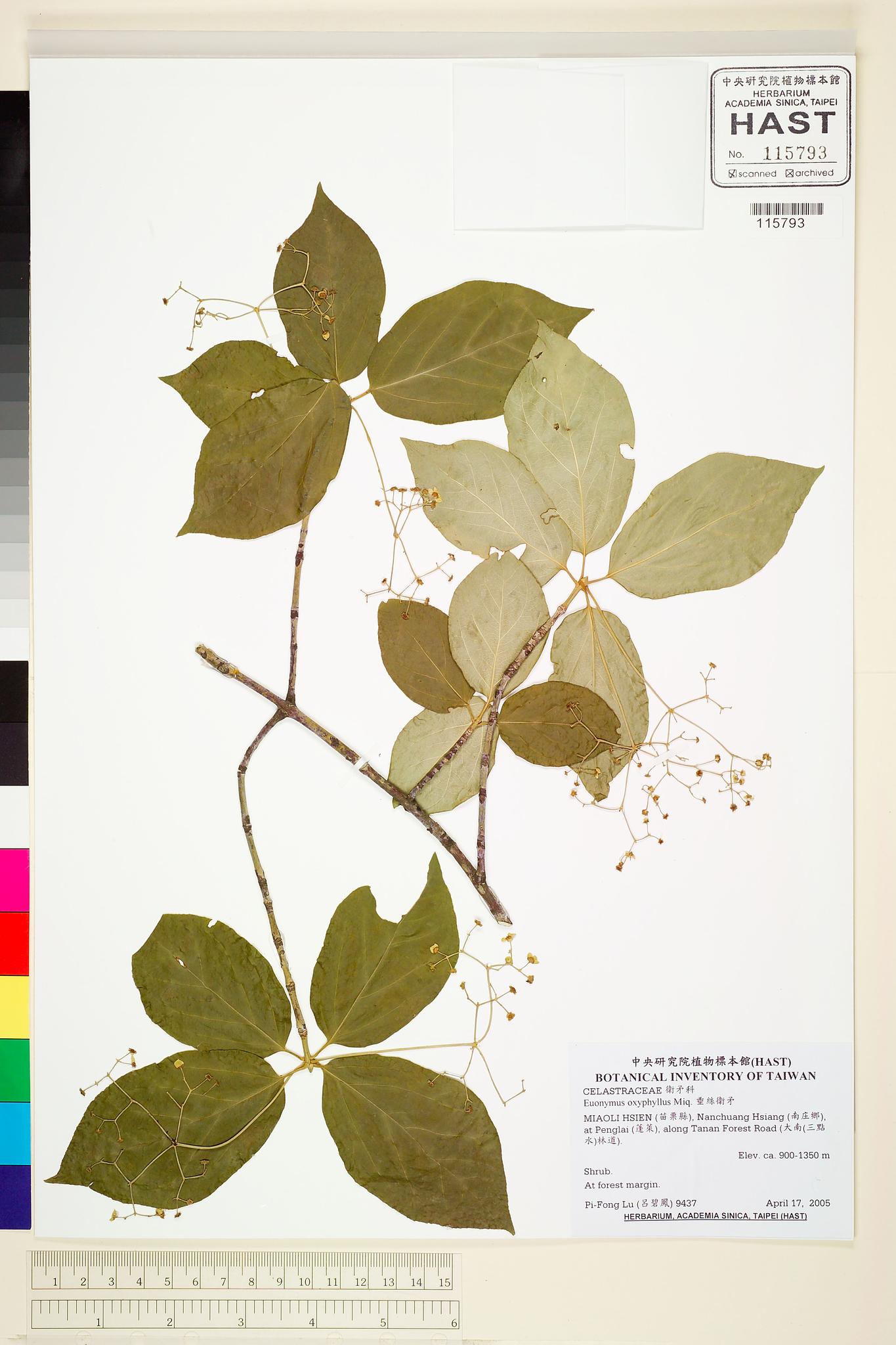 Sample image for viewer