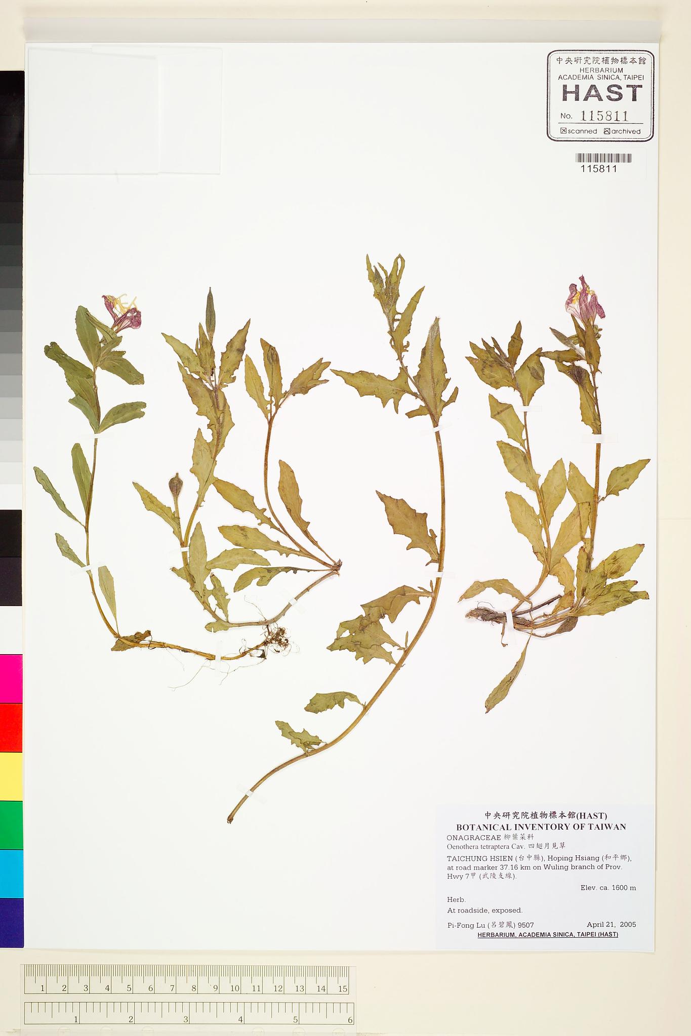 Sample image for viewer