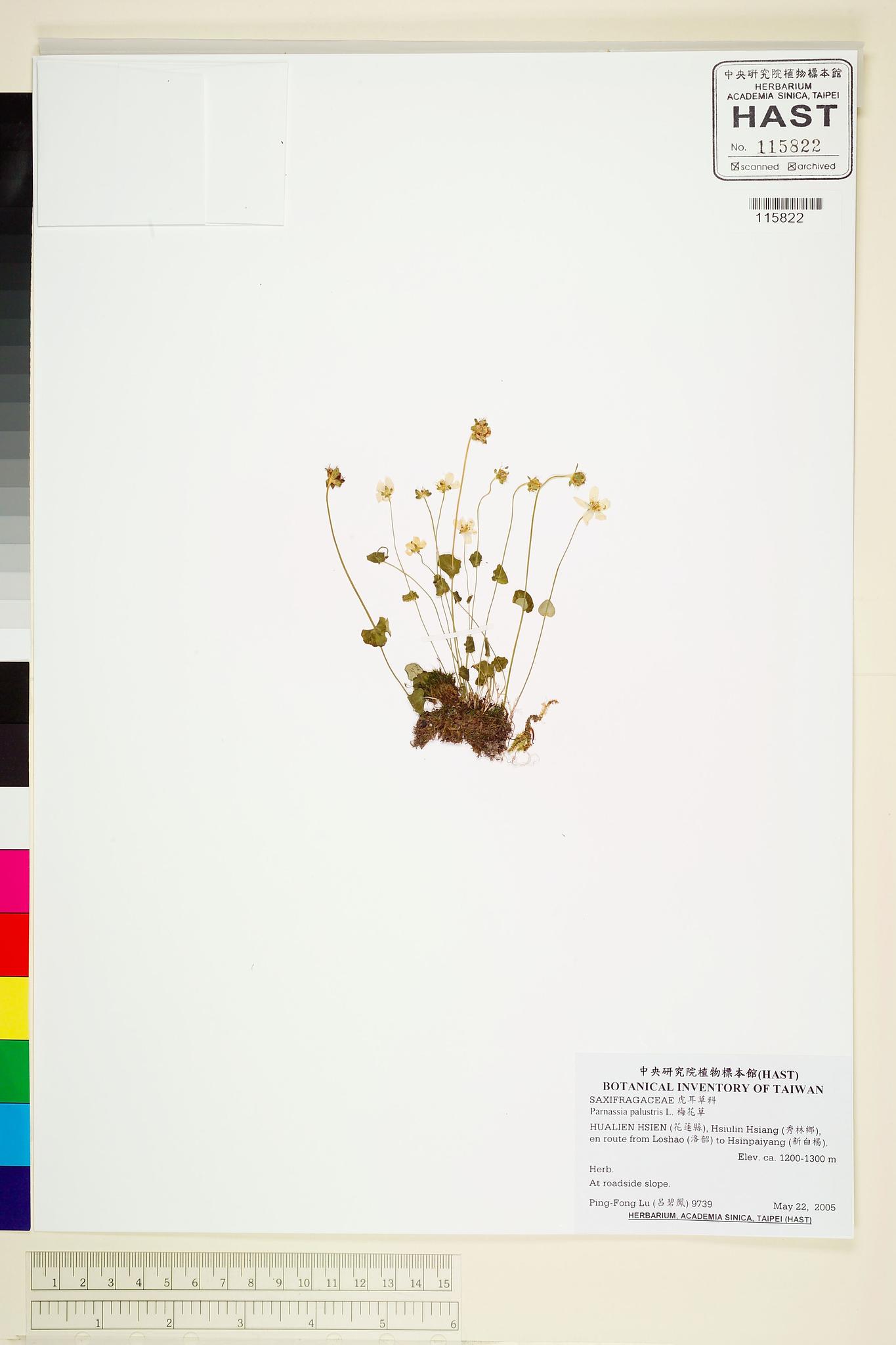 Sample image for viewer