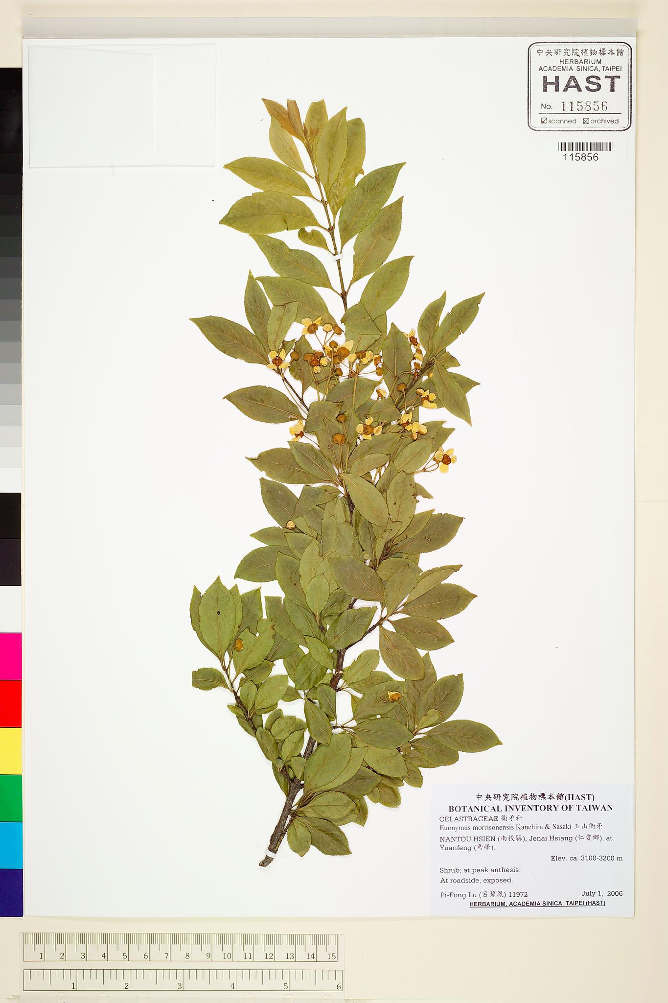 Sample image for viewer