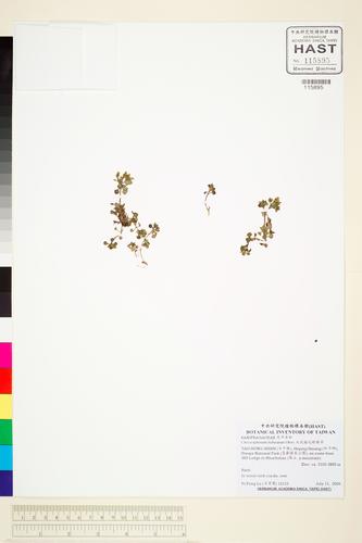 Chrysosplenium hebetatum Ohwi