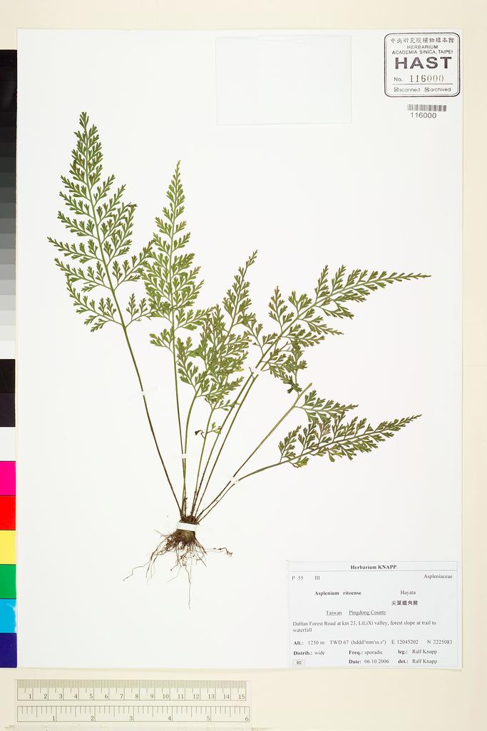 <Unit #73376 Knapp, Ralf | 柯納普 | 2006-10-6 80:: | Asplenium ritoense Hayata>