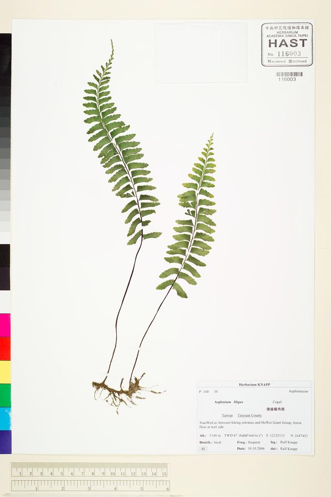 <Unit #73379 Knapp, Ralf | 柯納普 | 2006-10-10 63:: | Asplenium filipes Copel.>