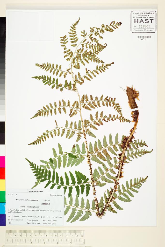 <Unit #73387 Knapp, Ralf | 柯納普 | 2006-10-21 84:: | Dryopteris reflexosquamata Hayata>