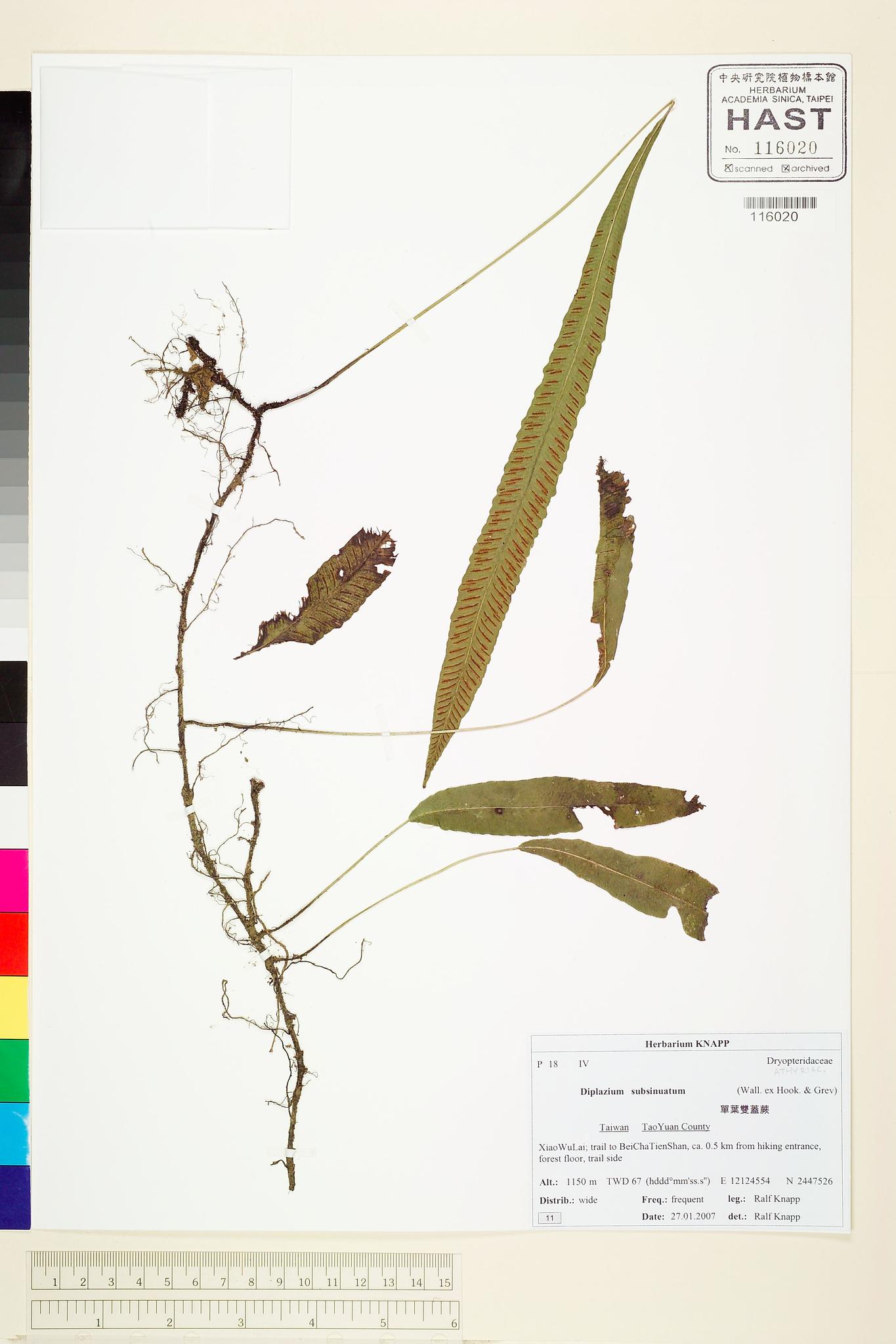 Sample image for viewer