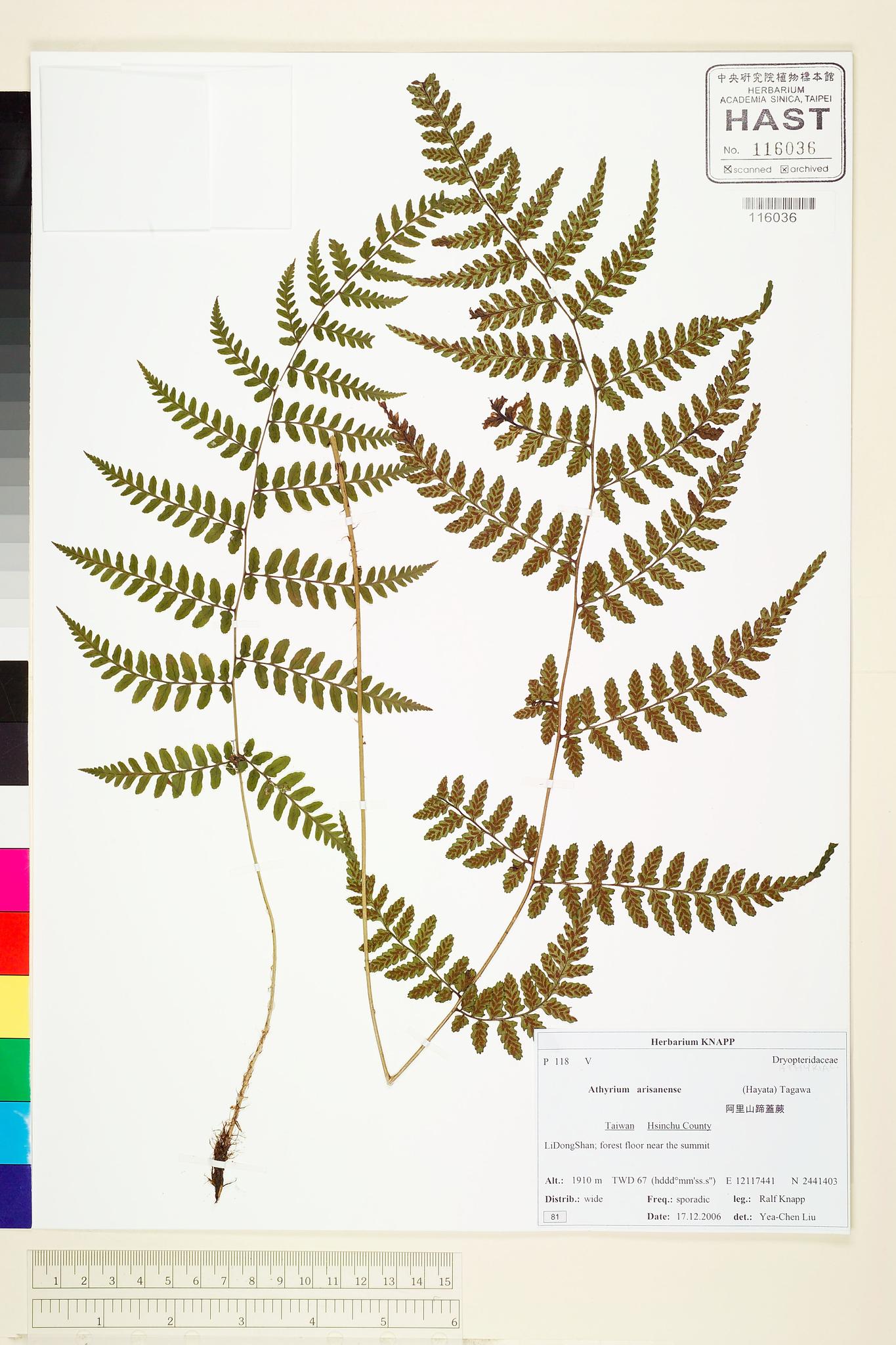 Sample image for viewer