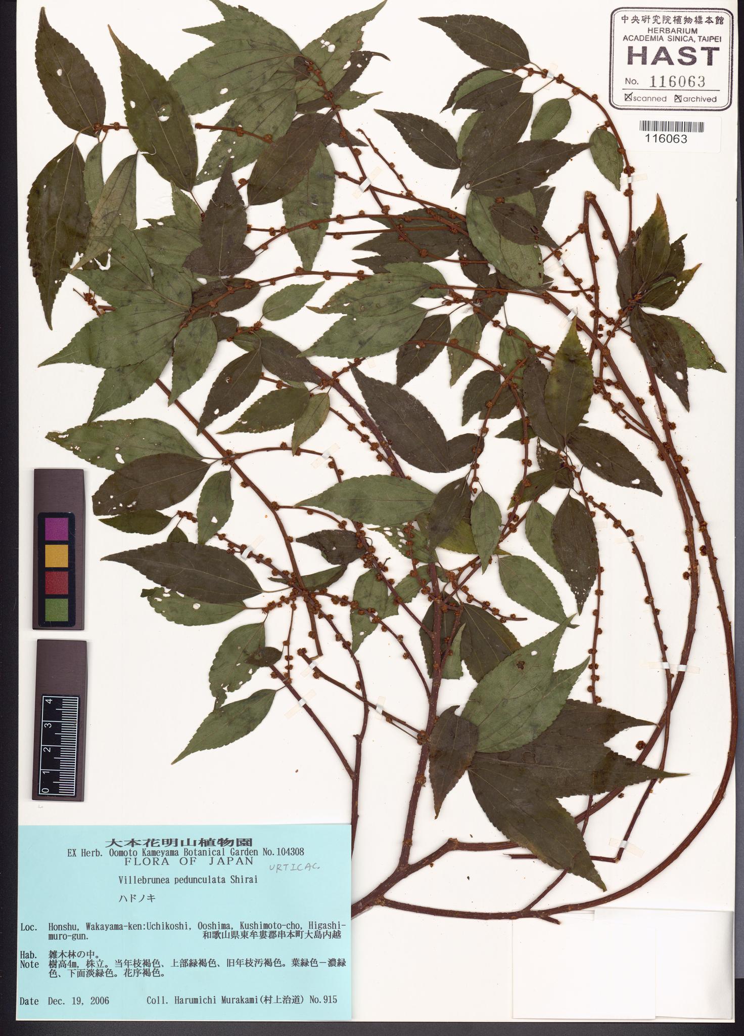 Sample image for viewer