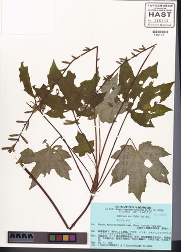 Ainsliaea acerifolia Sch. Bip.