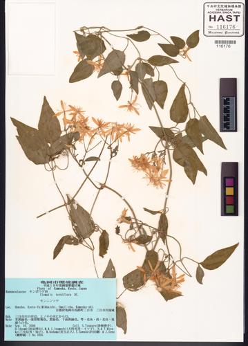 Clematis terniflora DC.