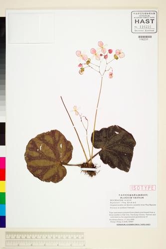 Begonia kui — ảnh 2