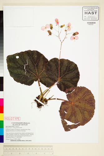 Begonia kui (Begonia kui)