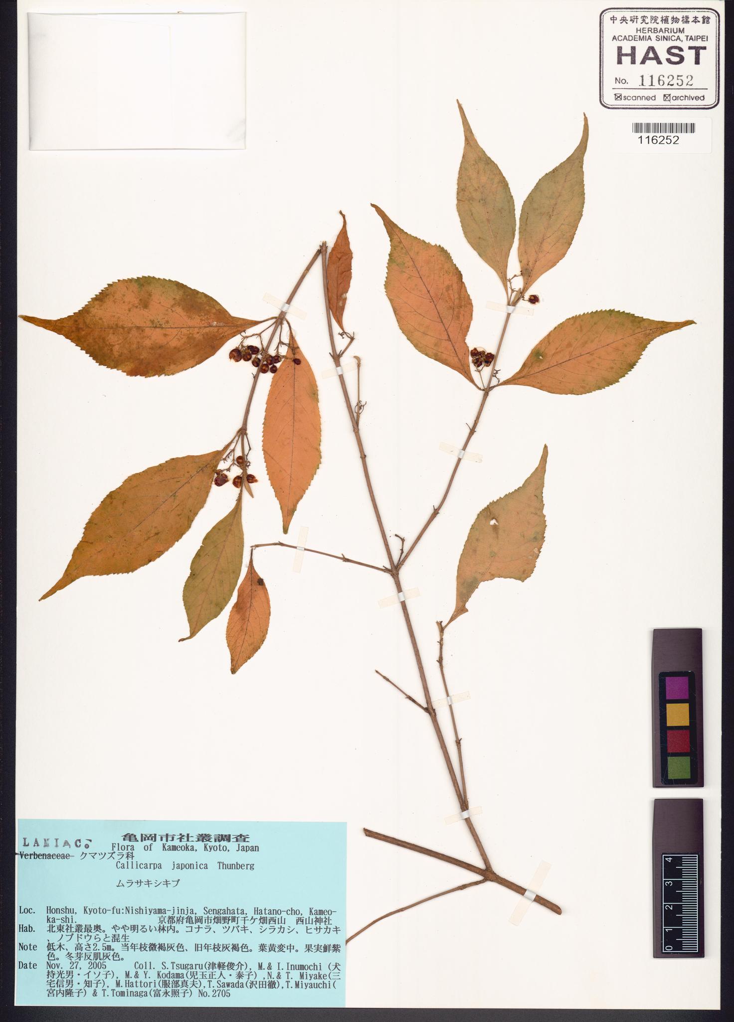 Sample image for viewer