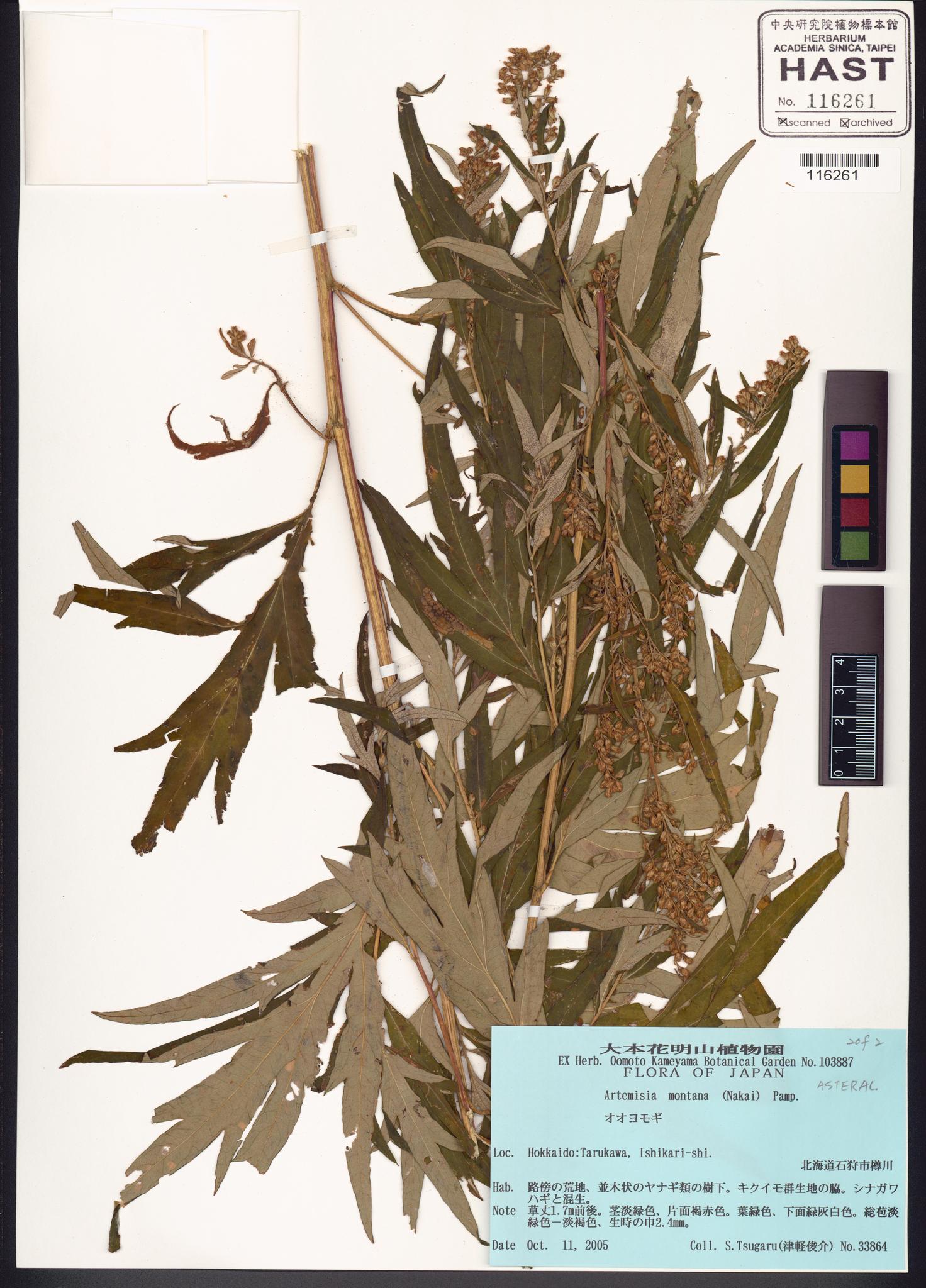 Sample image for viewer