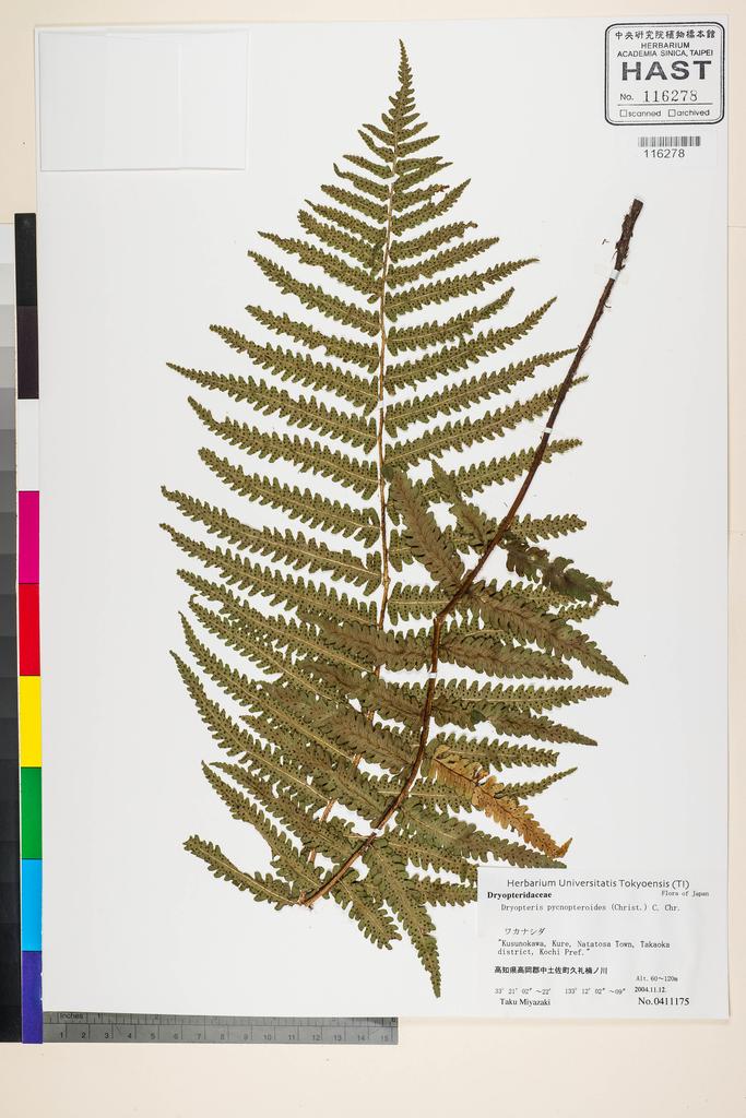 <Unit #128326 Miyazaki, T. |  | 411175:: | Dryopteris pycnopteroides (Christ) C. Chr.>