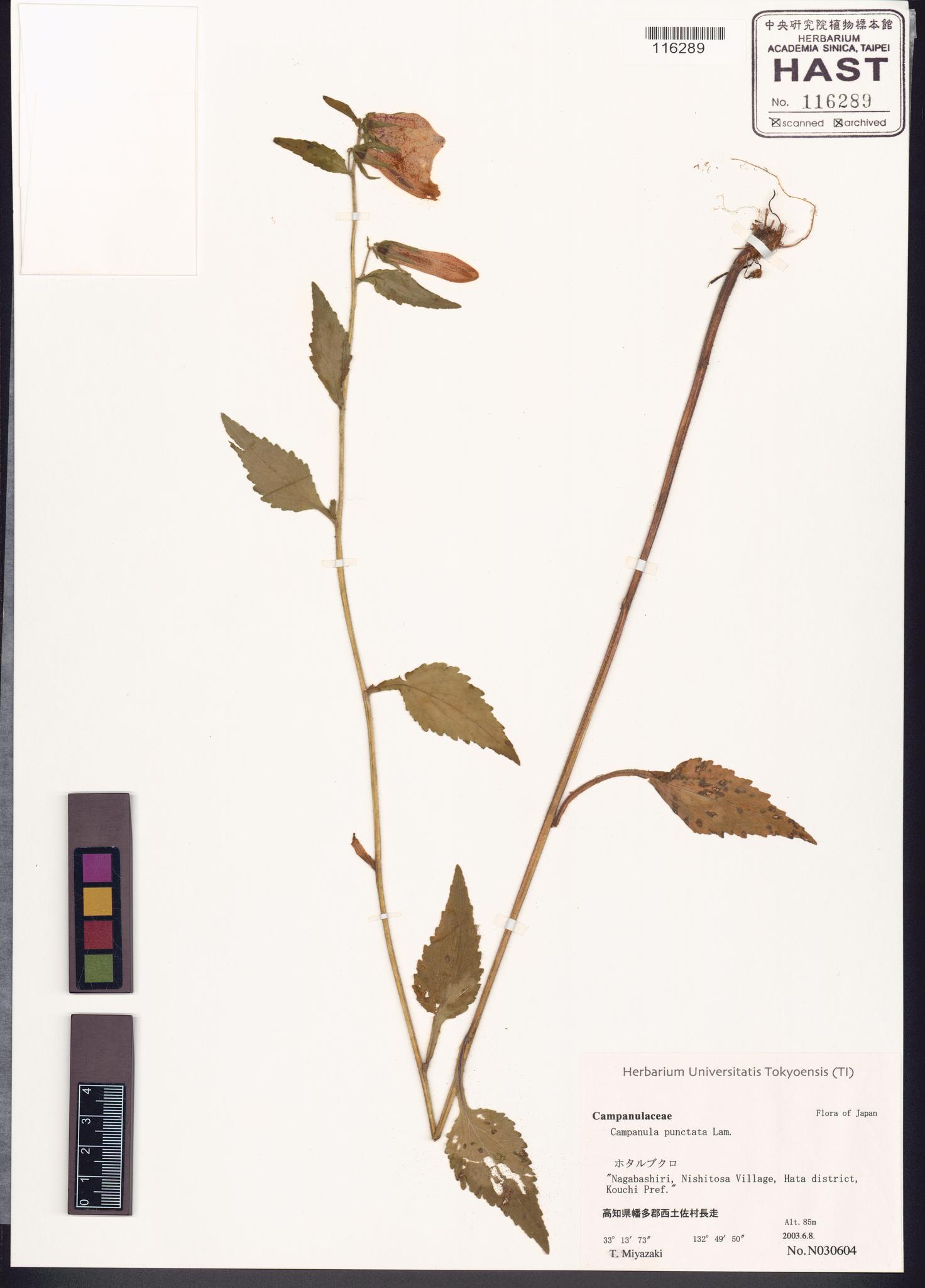 Sample image for viewer