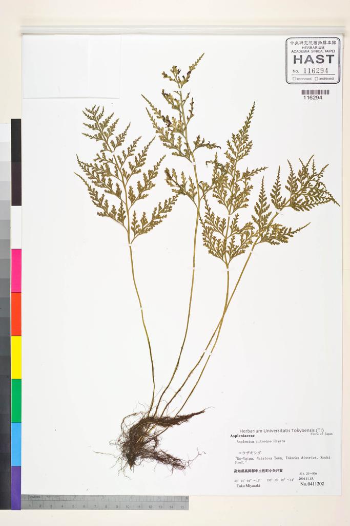 <Unit #128711 Miyazaki, T. |  | 411201:: | Asplenium ritoense Hayata>