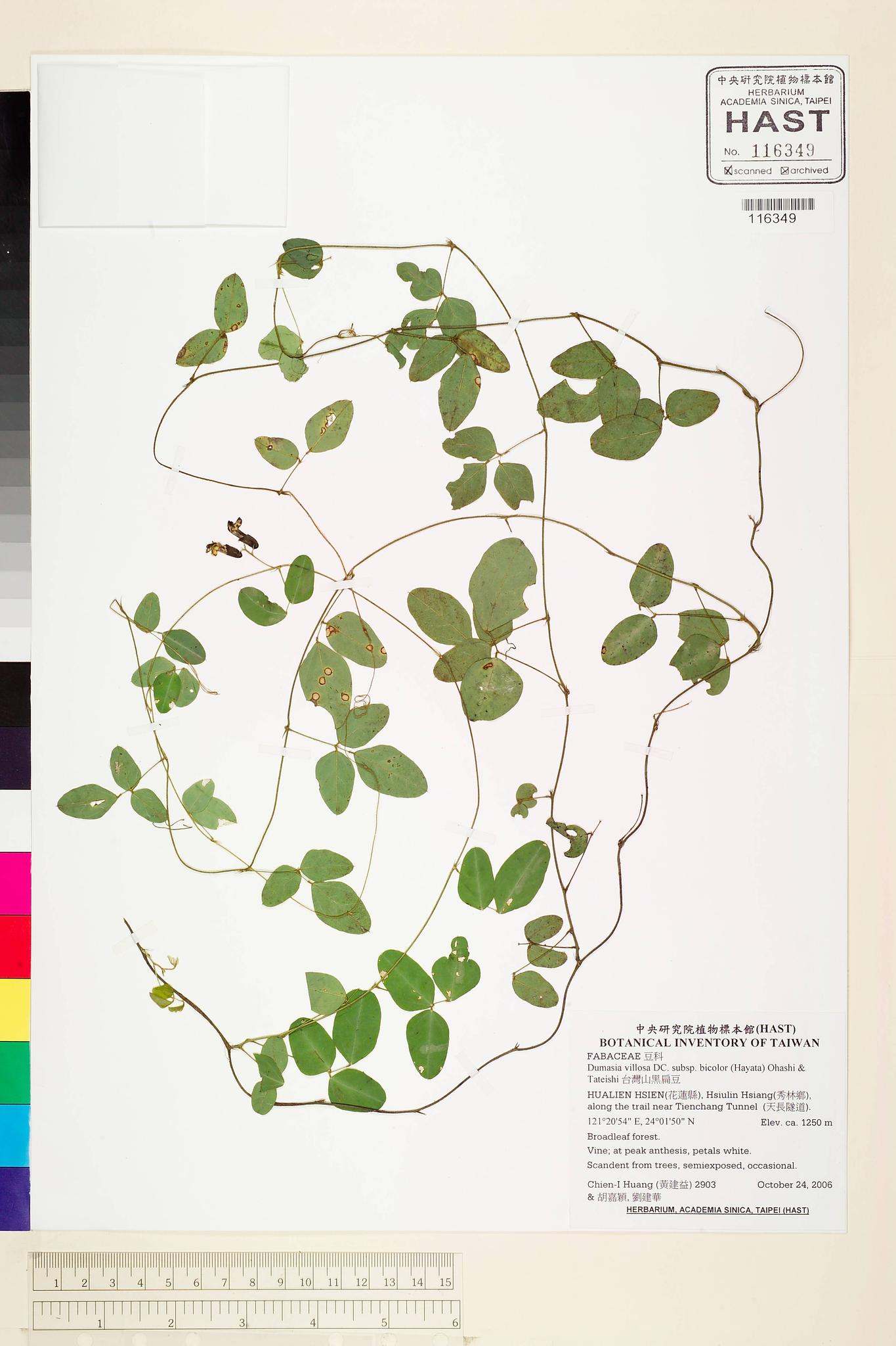 Sample image for viewer