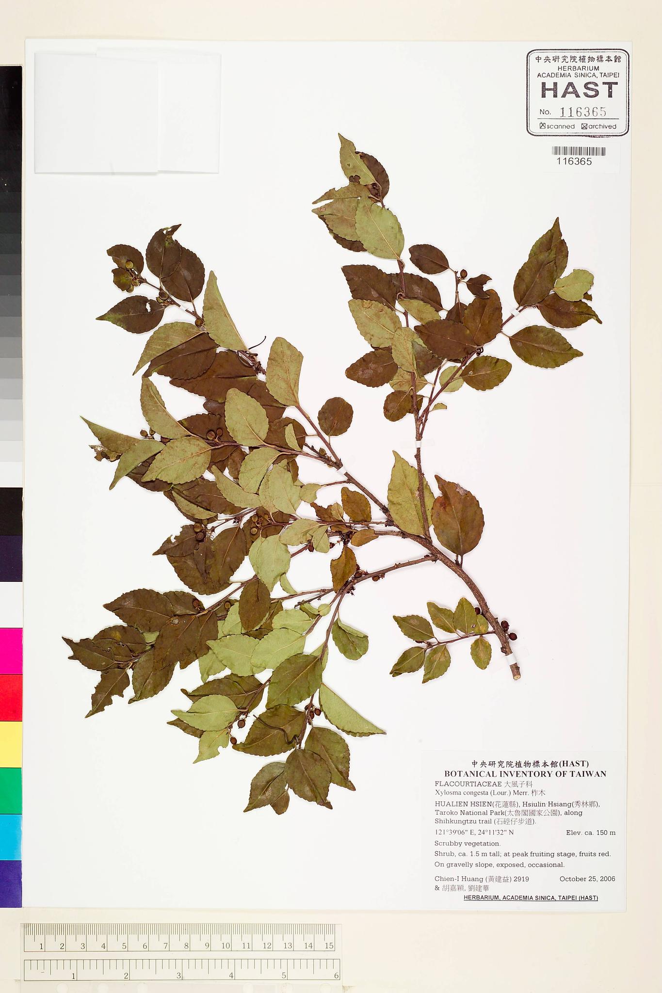 Sample image for viewer