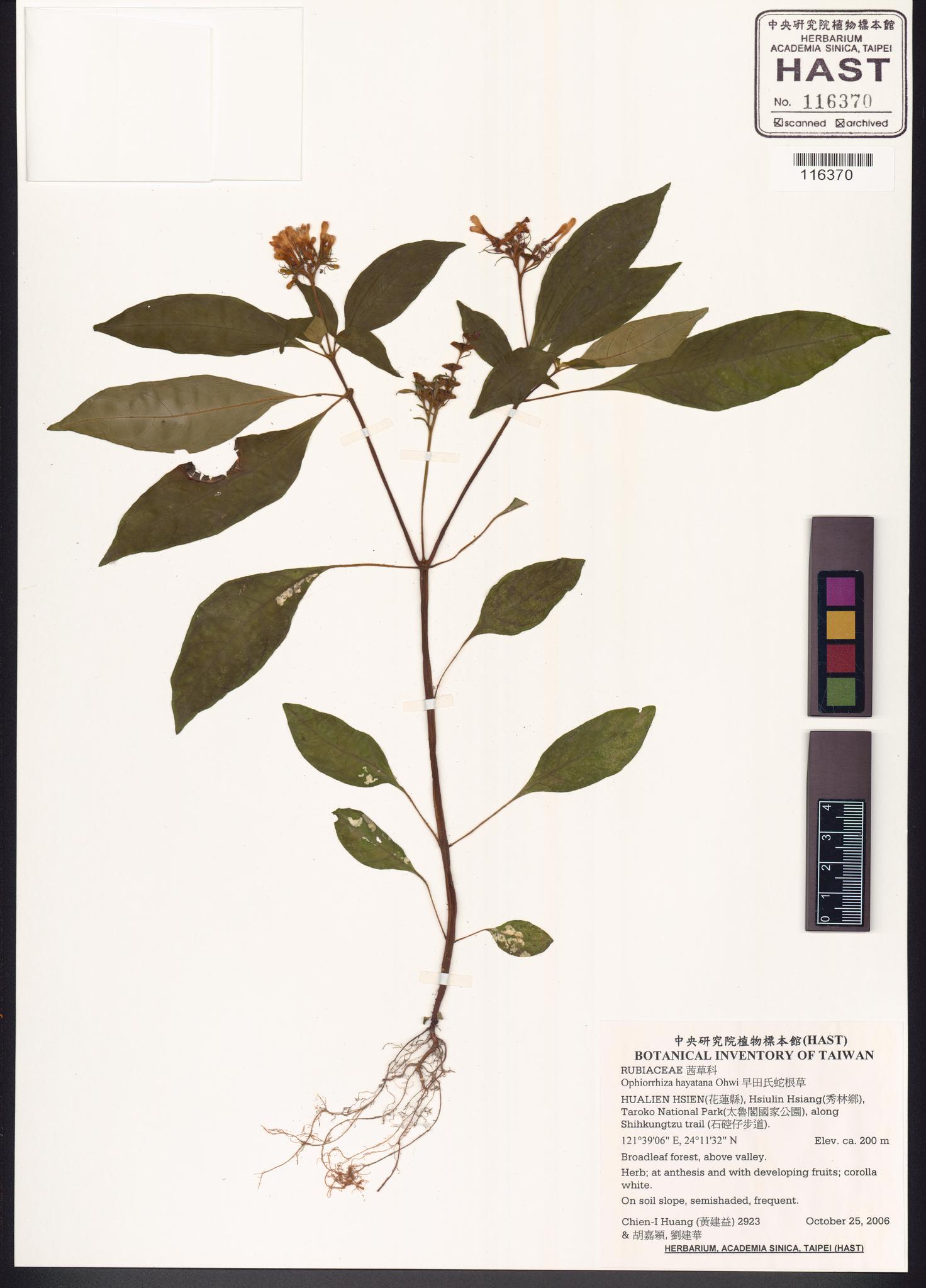 Sample image for viewer