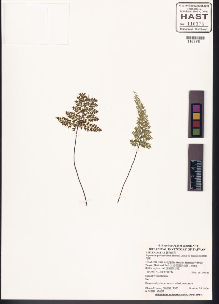 <Unit #67528 Huang, Chien-I | 黃建益 | 2931:: | Asplenium pulcherrimum (Baker) Ching ex Tardieu>