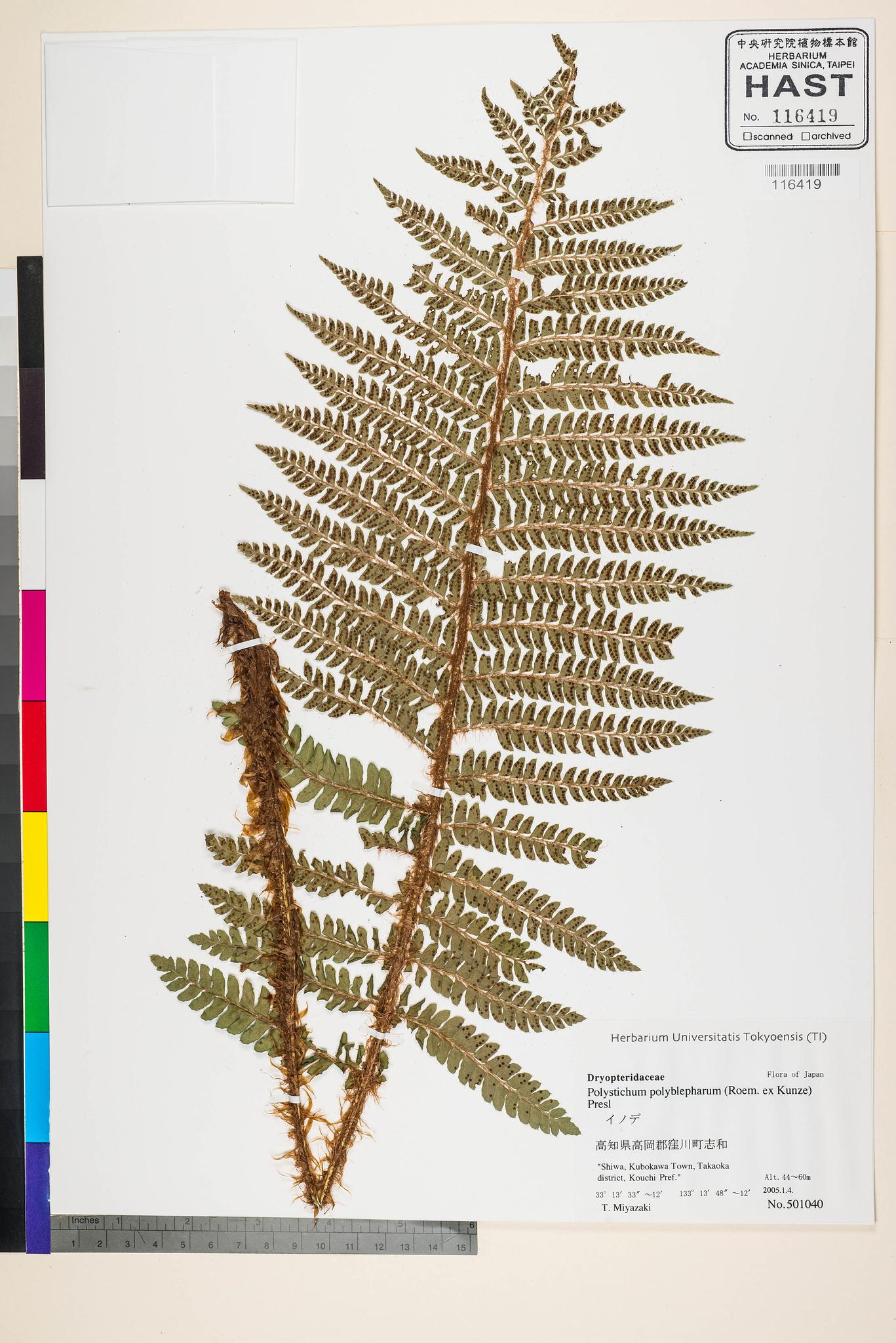 Sample image for viewer