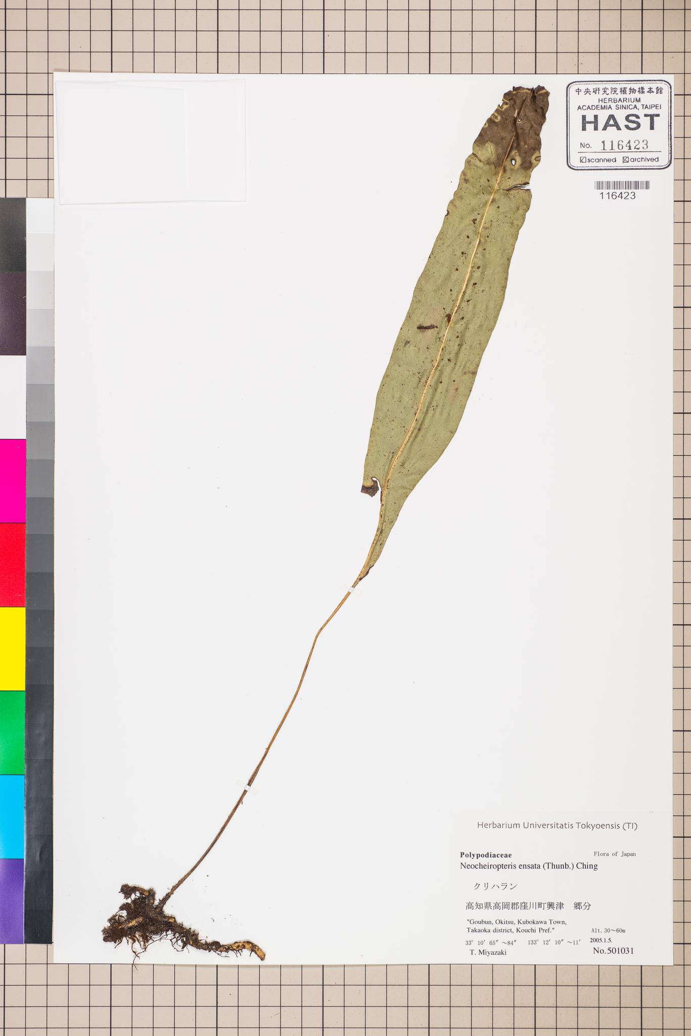 Sample image for viewer