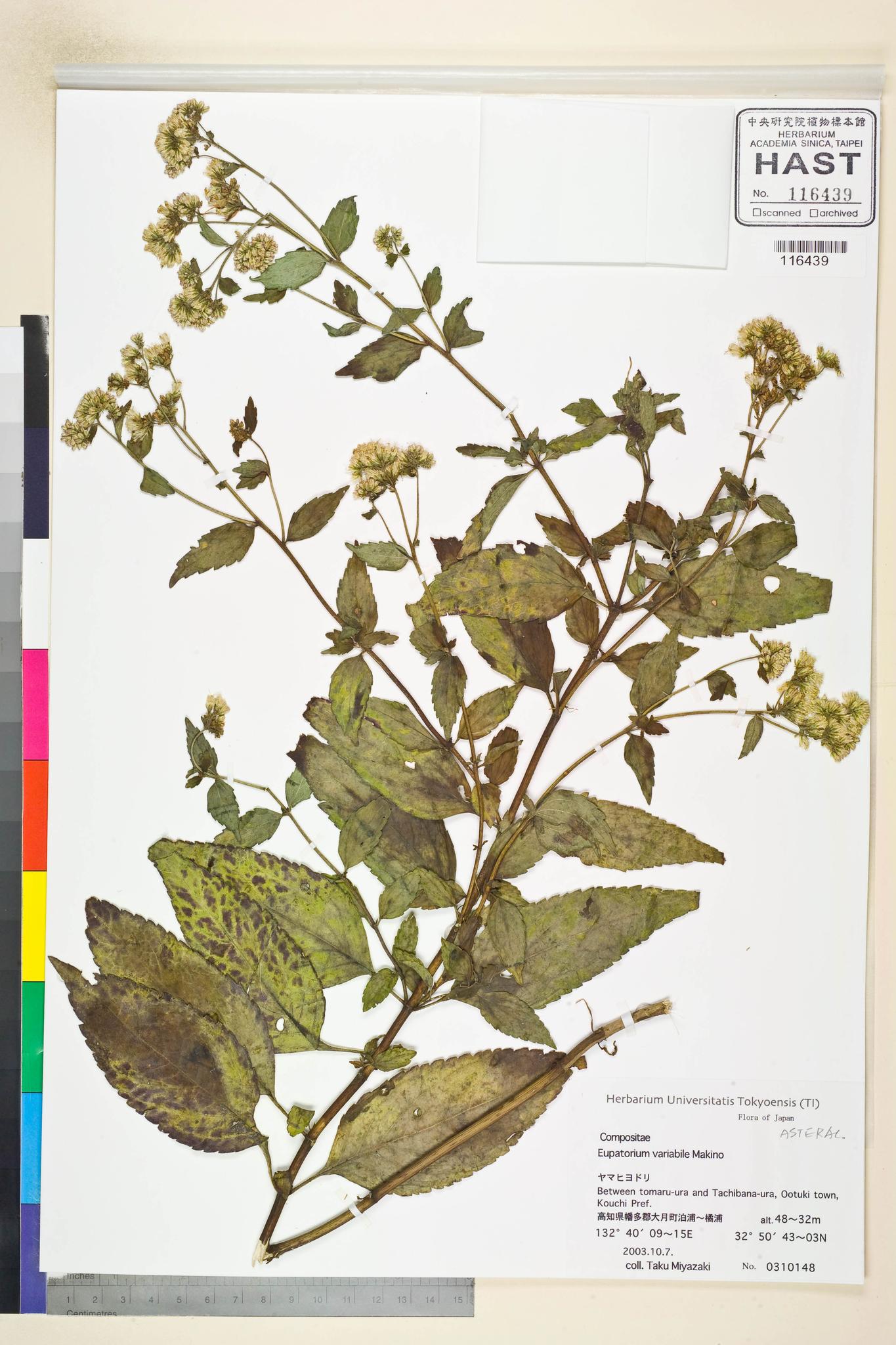 Sample image for viewer