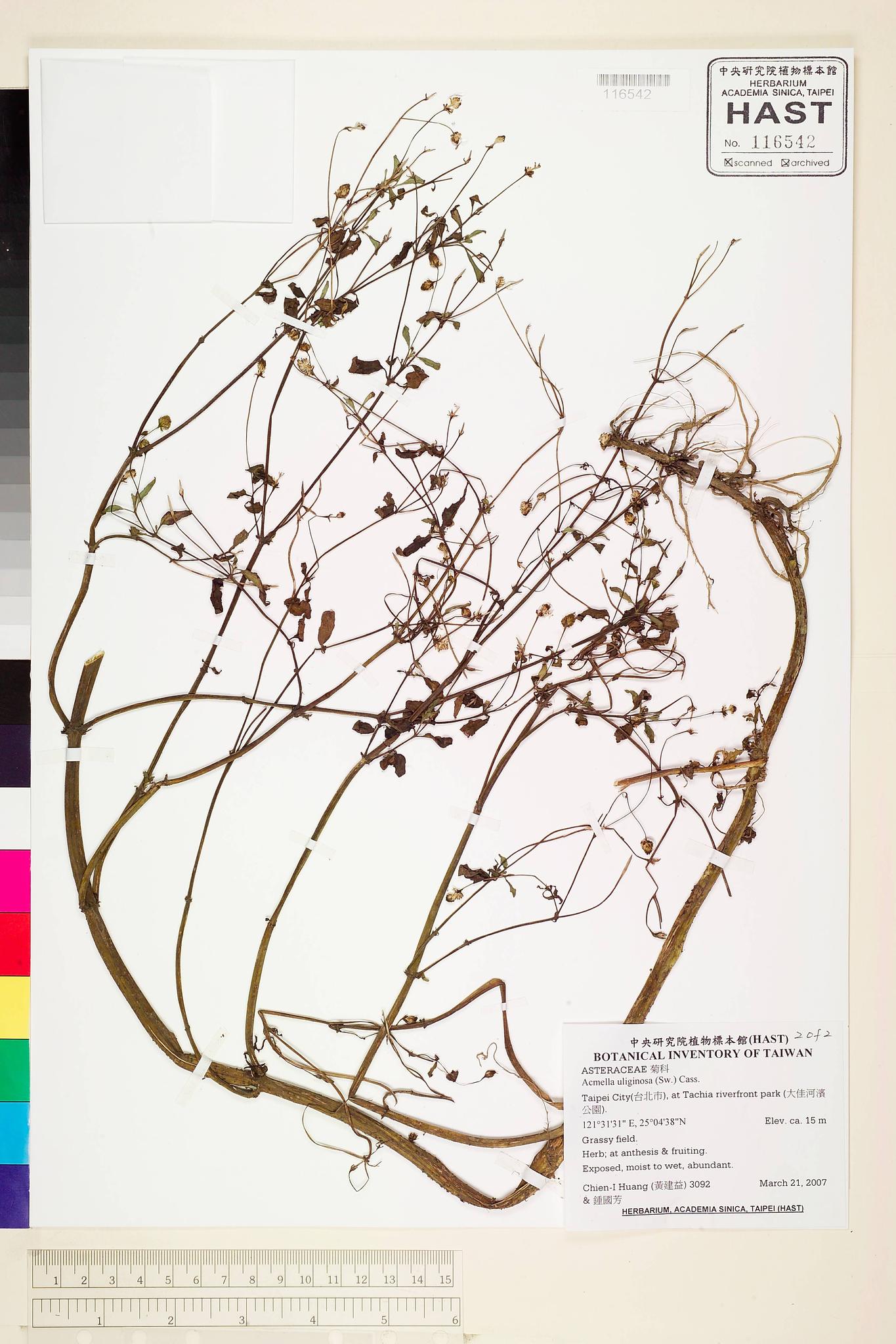 Sample image for viewer