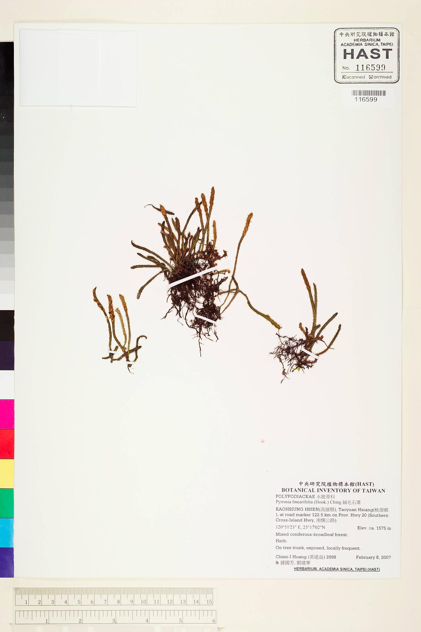 Sample image for viewer