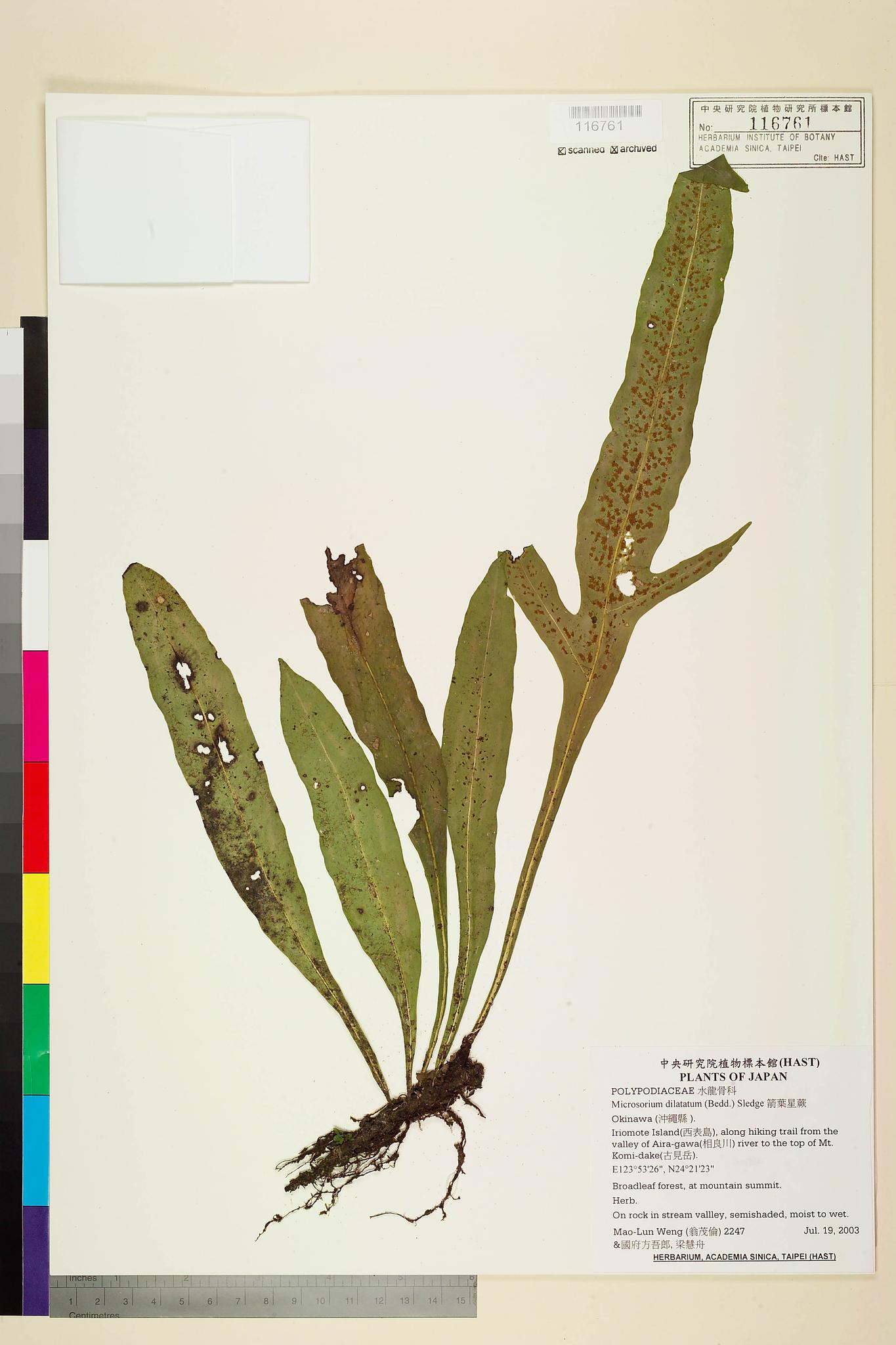 Specimen image